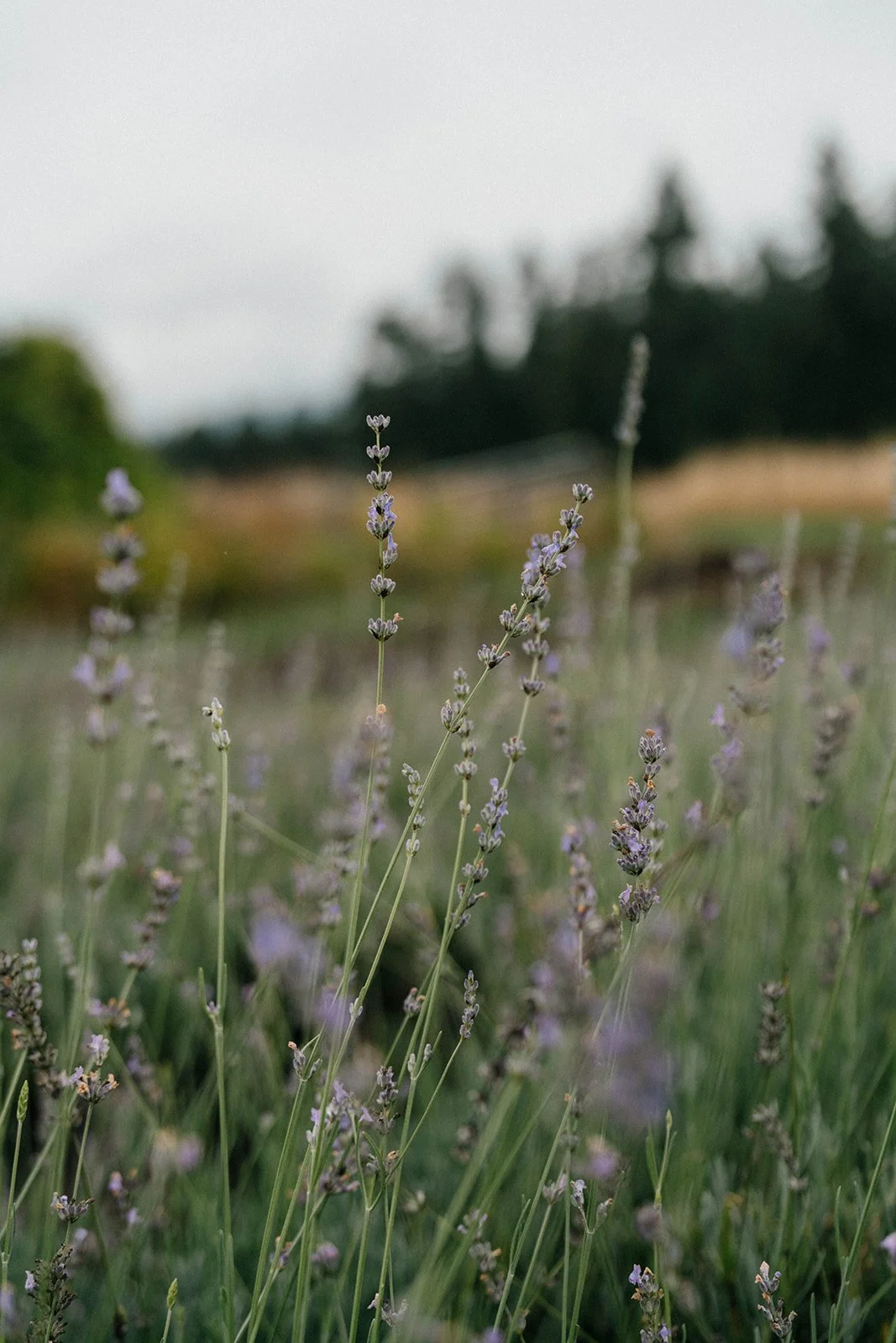 S309 - Adi Shlaak - Meridian Integrative Health - Salmon Arm - Interior Design - Biophilic Design - Massage - Acupuncture