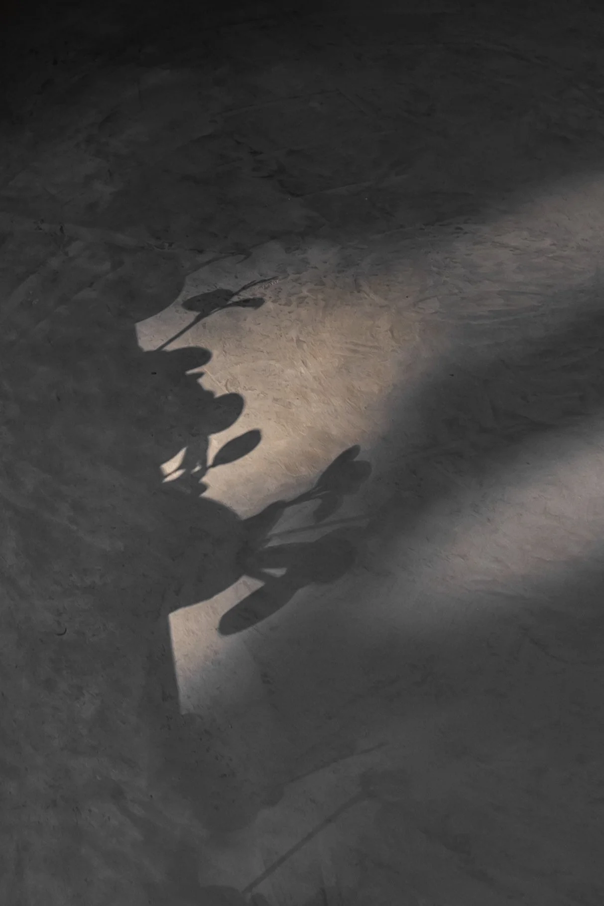 Shadow of a person holding a leafy branch cast on a rough, gray stone surface.