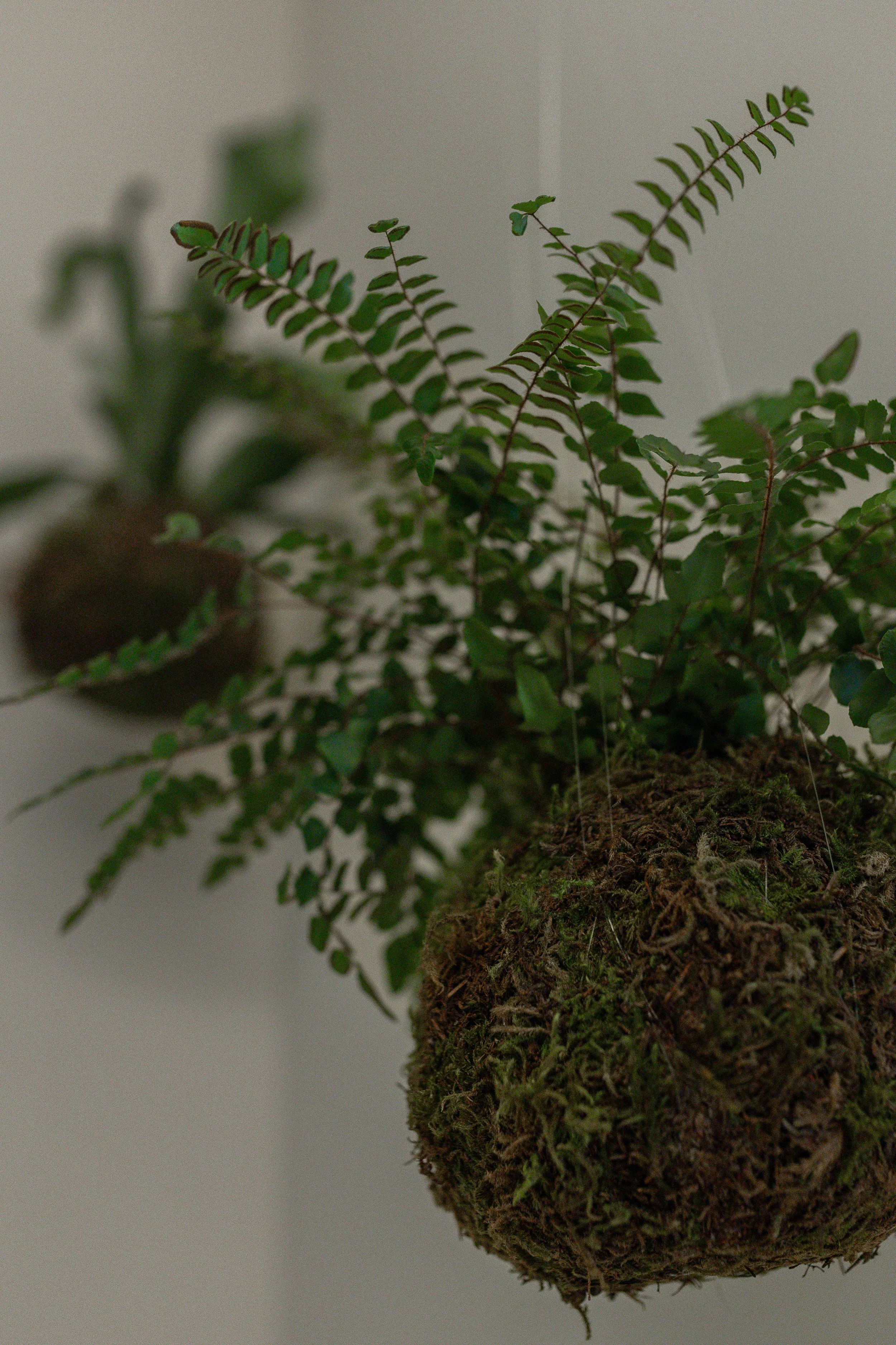 A potted fern plant with green fronds growing from a moss-covered root ball against a plain background.