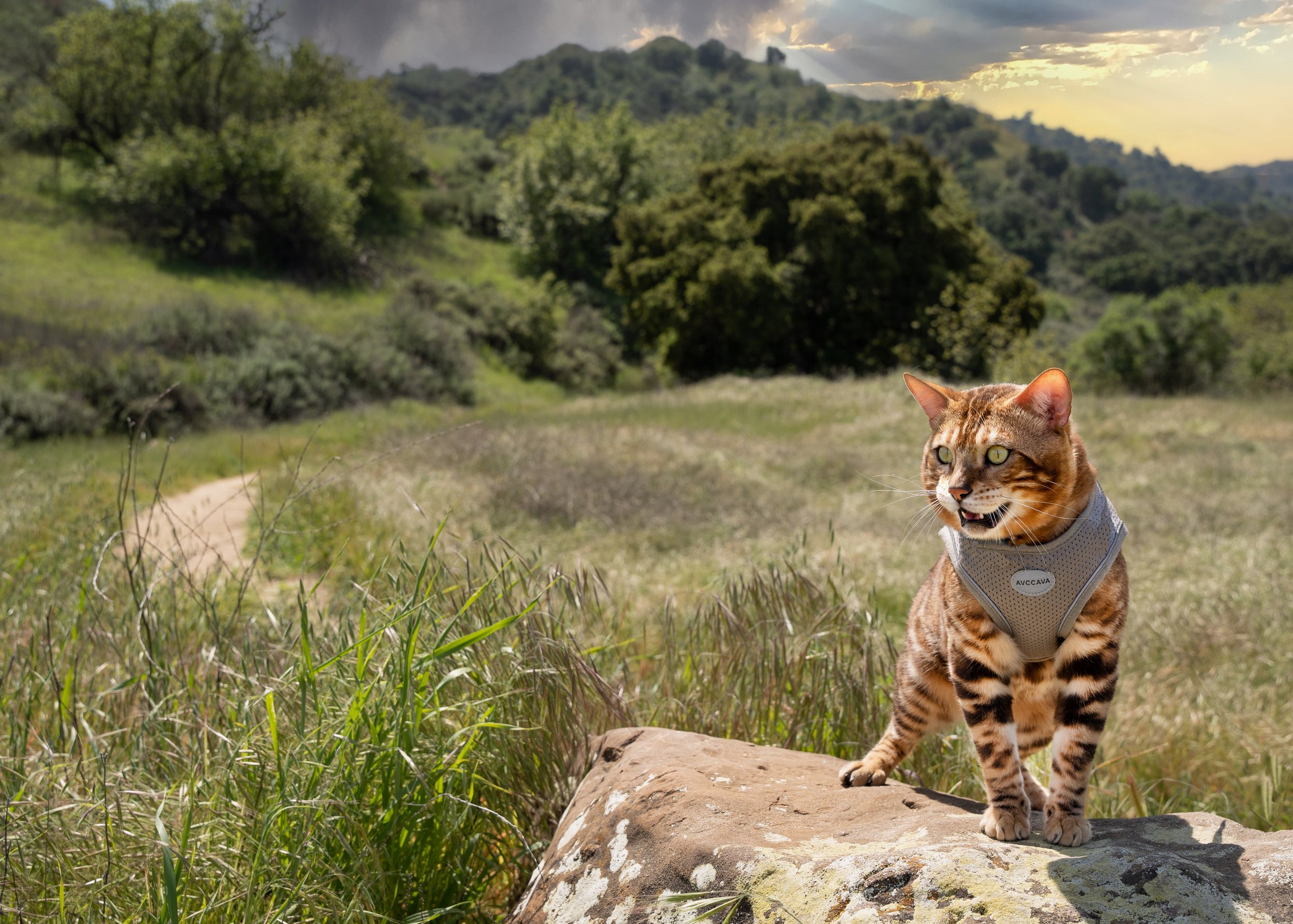 Shere Khan-4.jpg