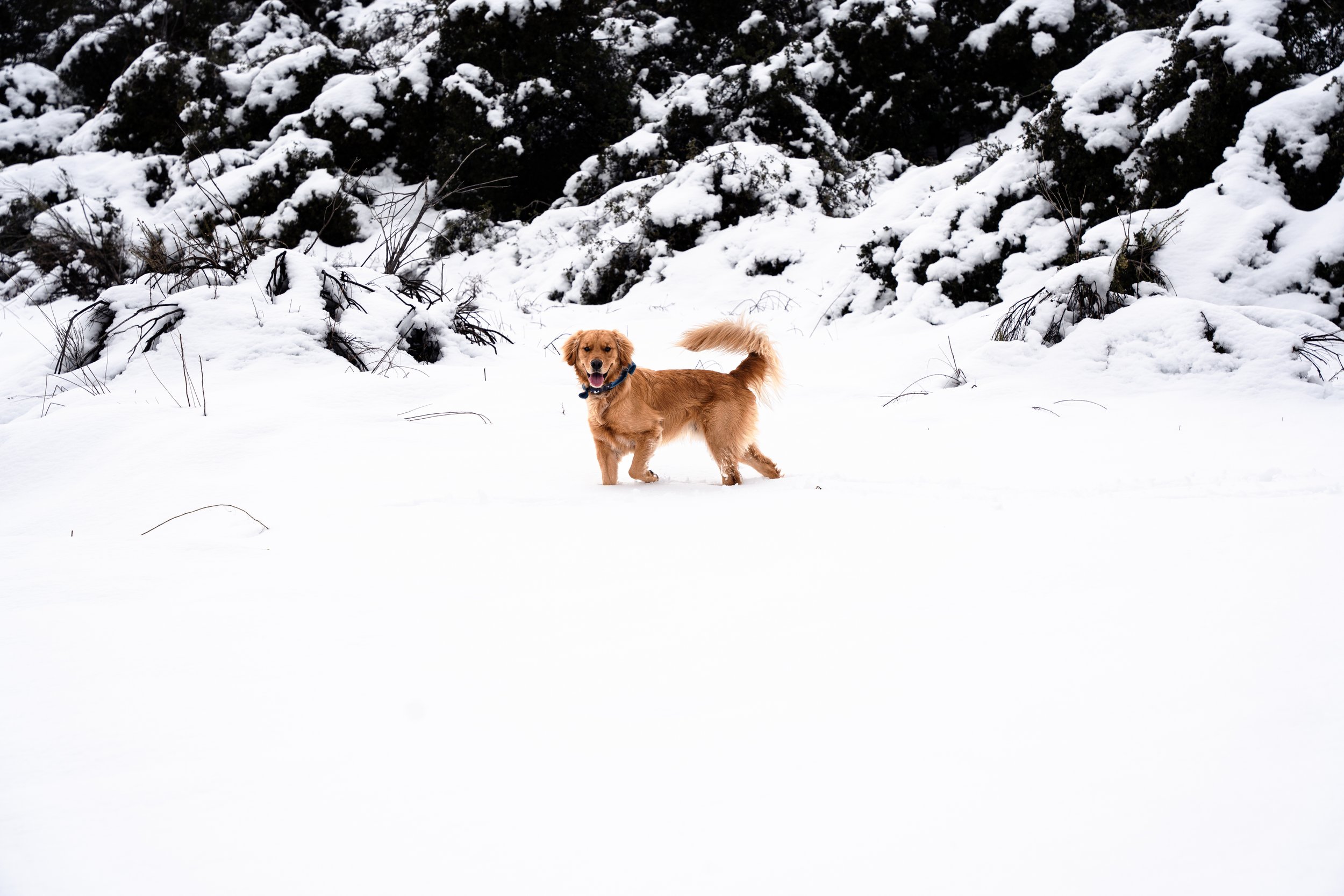 Tucker-12.jpg