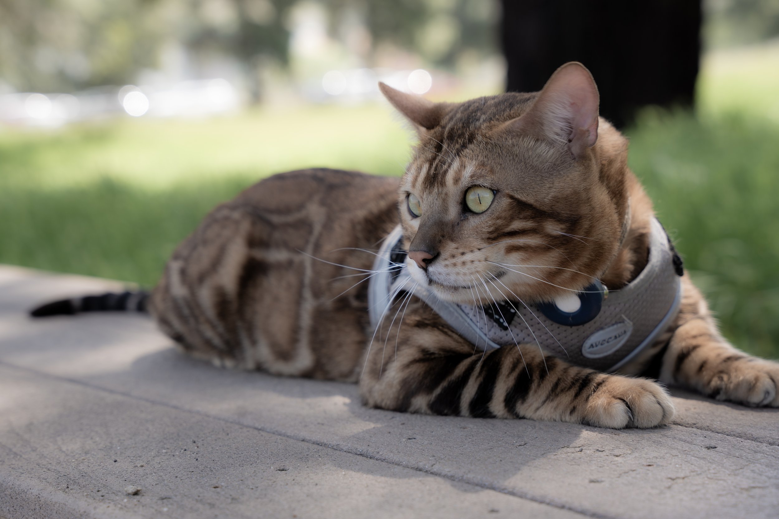 Shere Khan-27.jpg