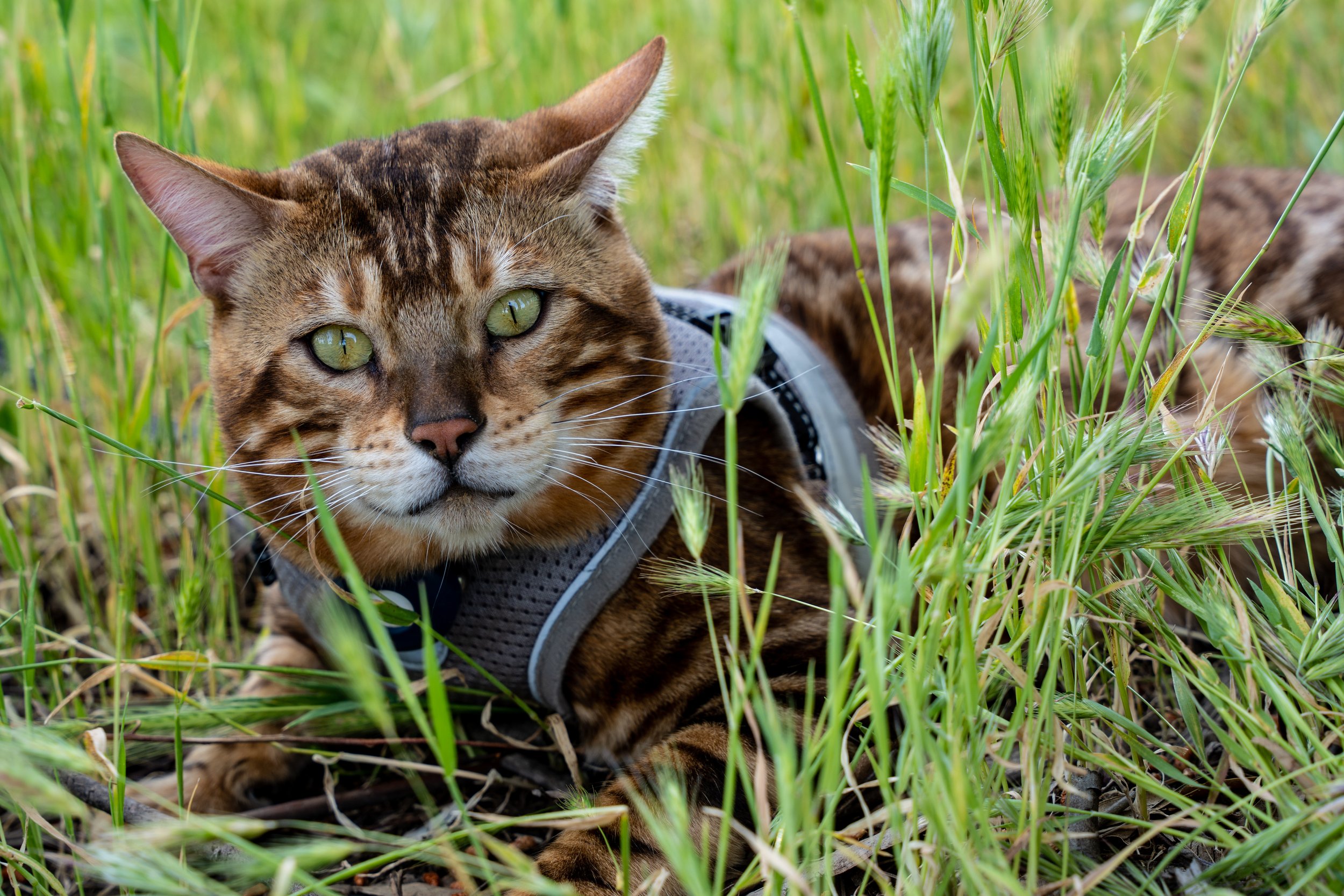 Shere Khan-14.jpg