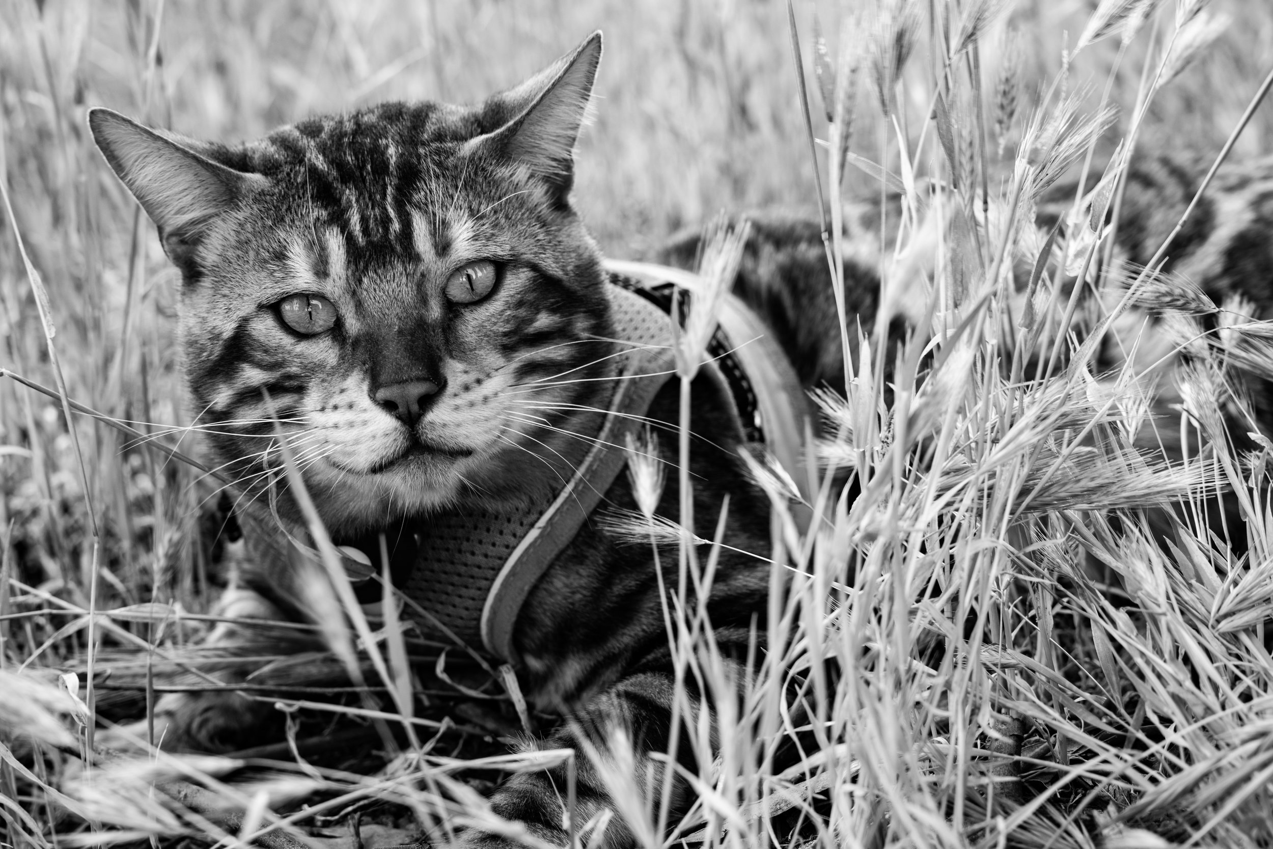 Shere Khan-46.jpg