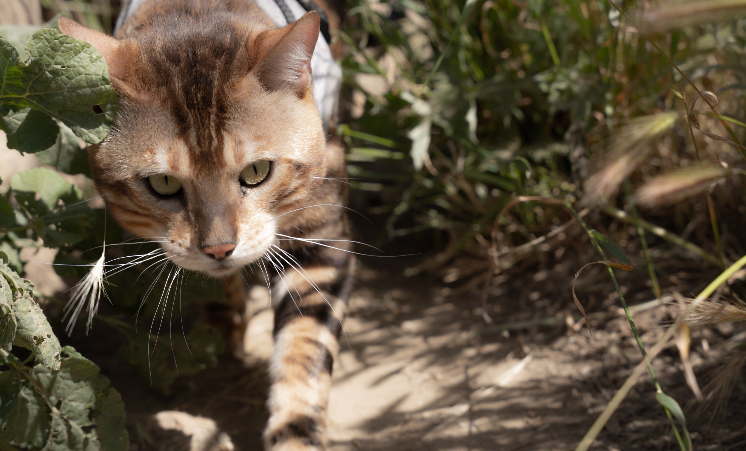 Shere Khan-28.jpg
