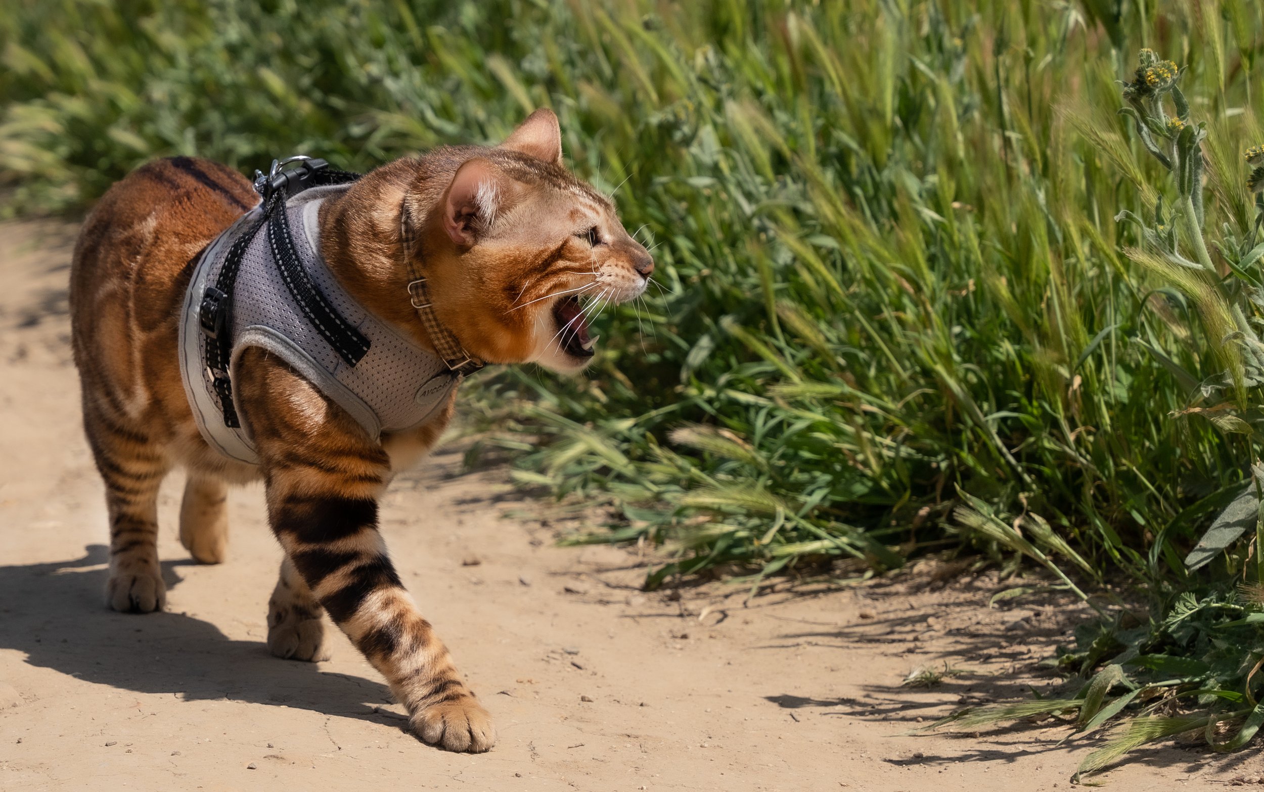 Shere Khan-29.jpg