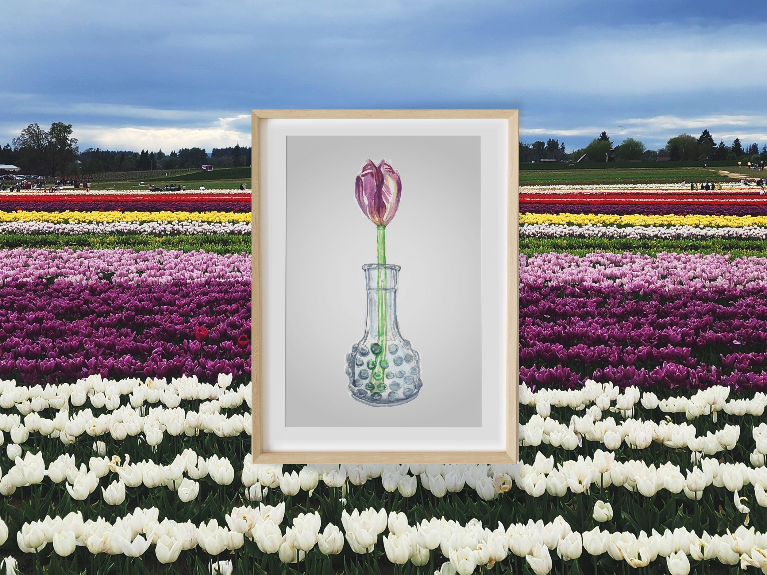 Tulip.jpg