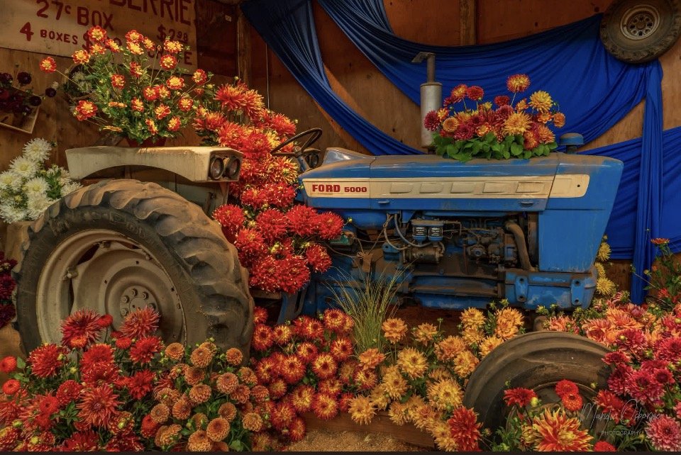 A tractor from the 1960's used at Swan Island adorned with orange and yellow dahlias.