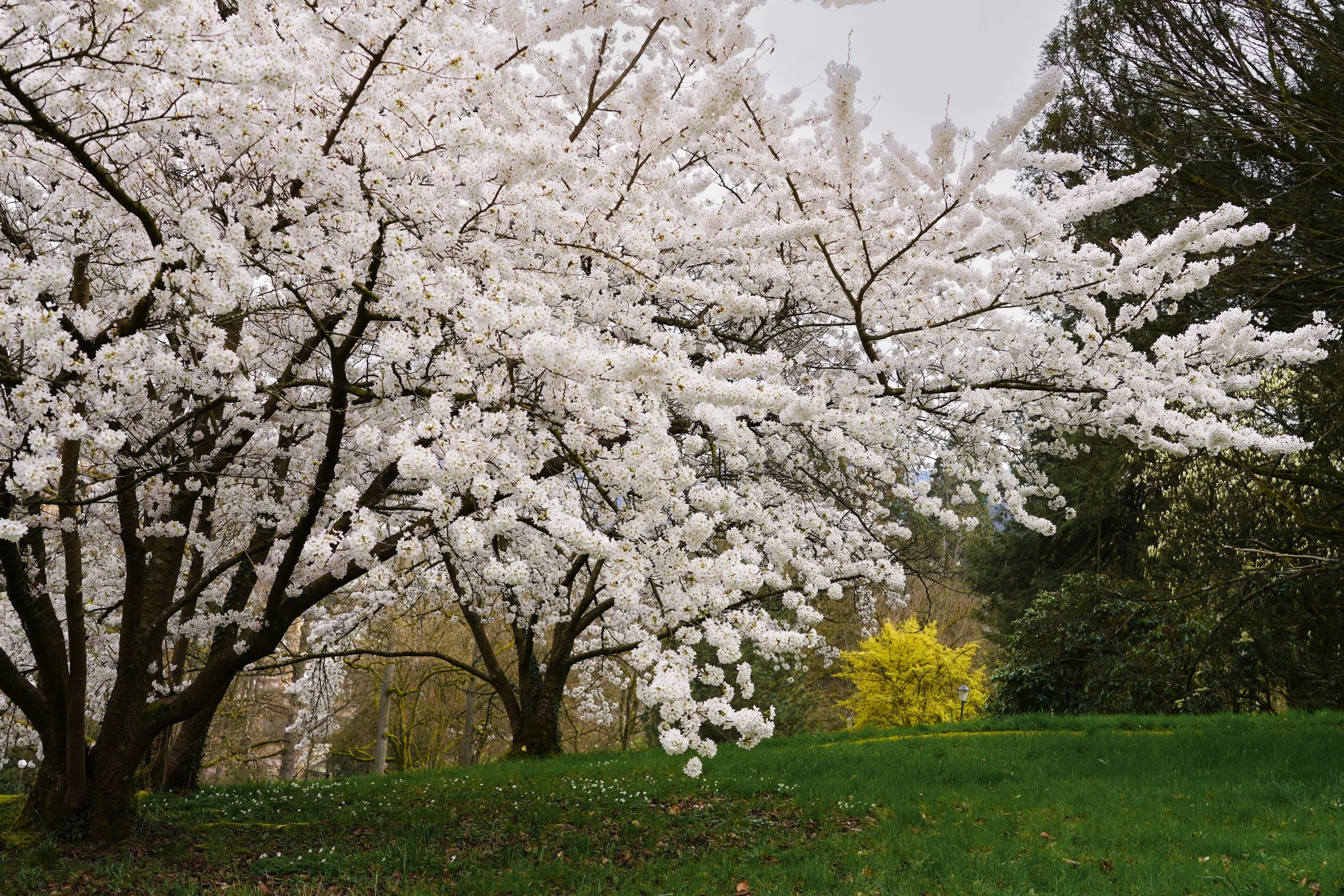 Spring in Baden-Baden