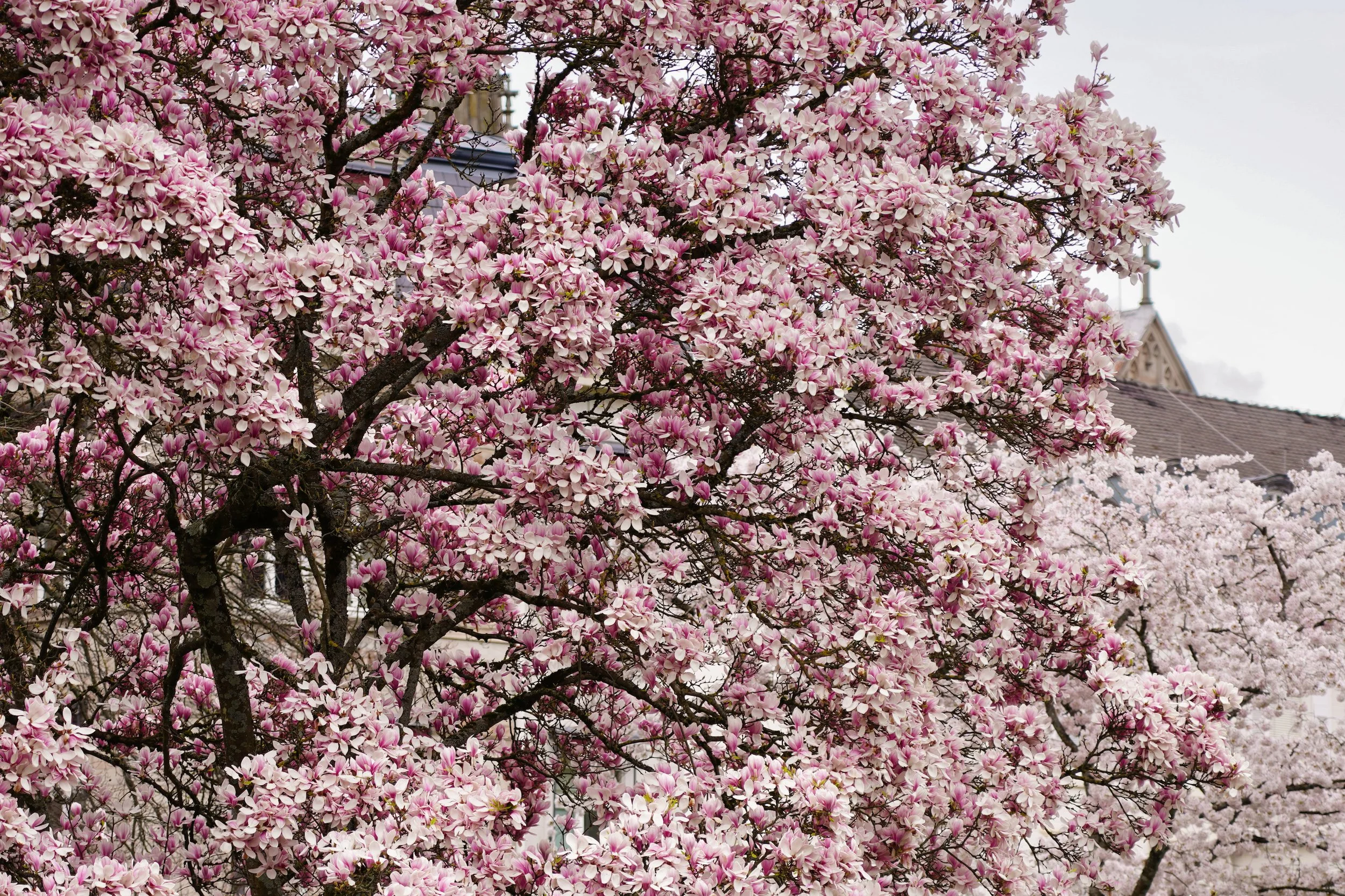 Spring in Baden-Baden Magnolia trees