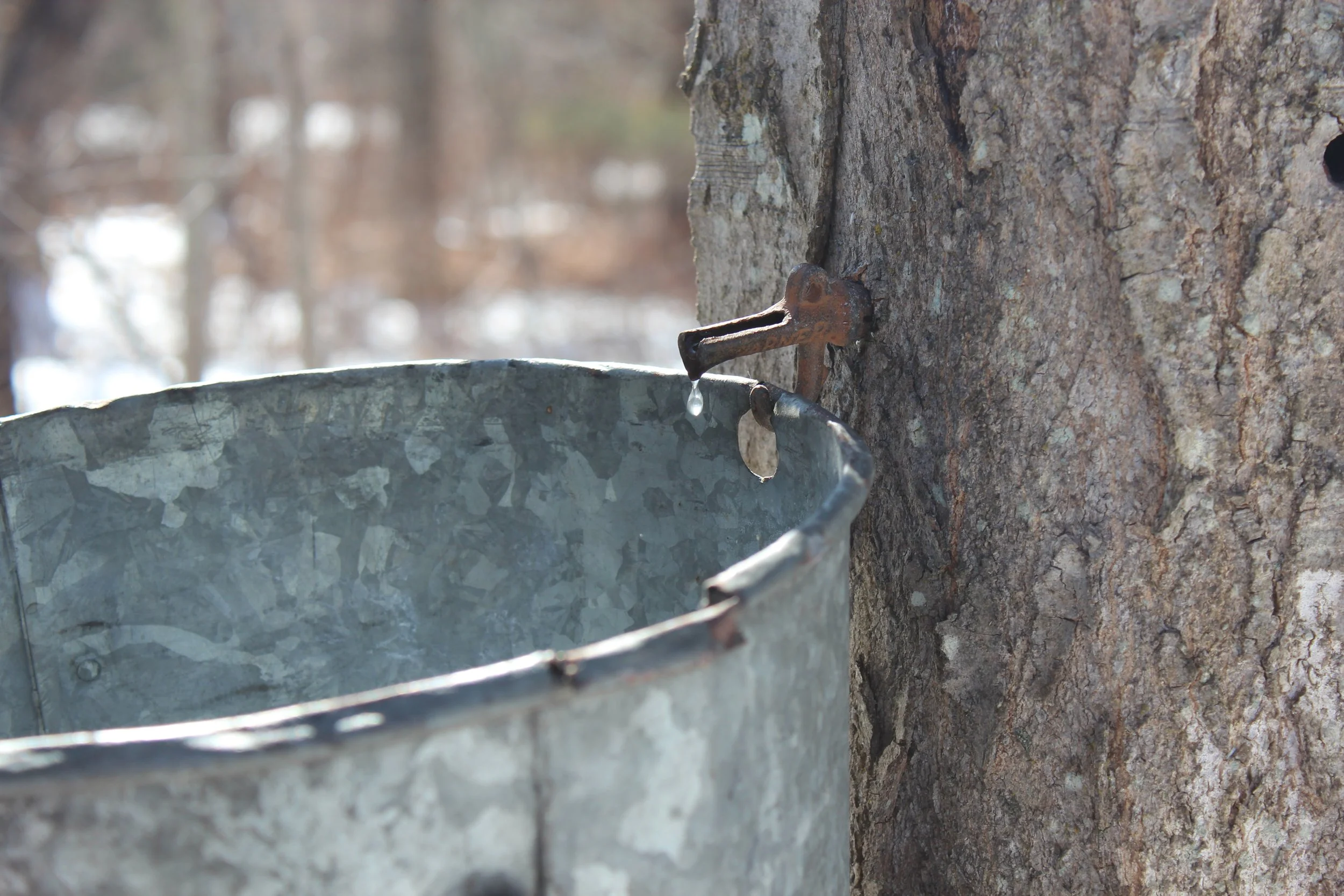 A maple sap bucket attached to a maple tree with a spout, during winter with blurred snow-covered background.