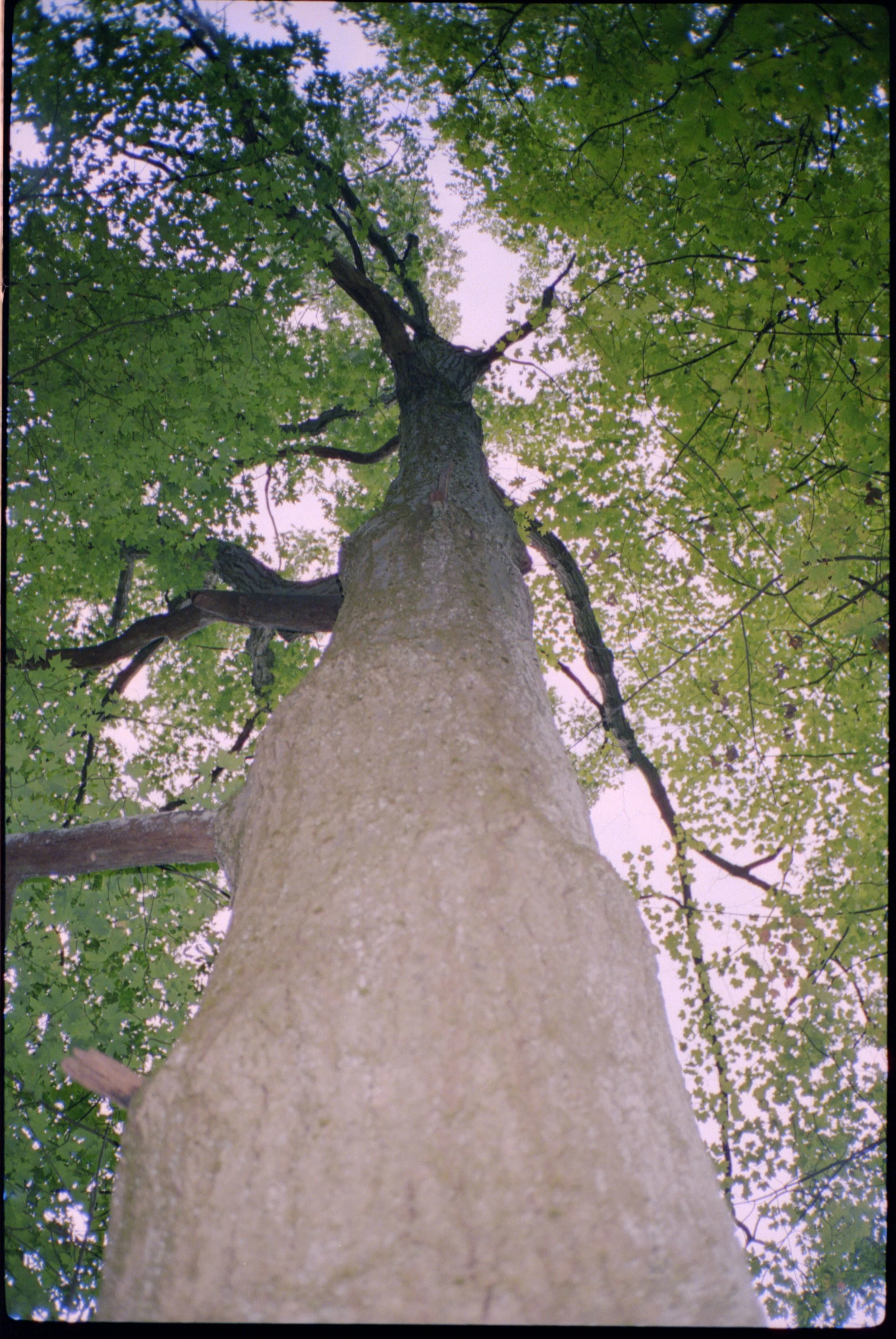 Countryside Takeover