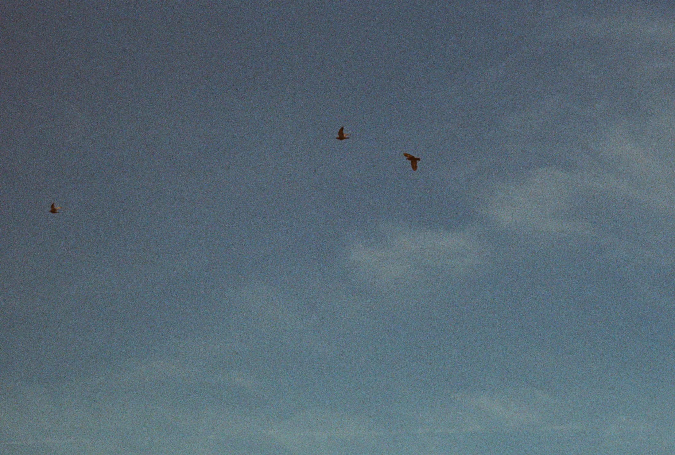 Birds_working_001.jpg