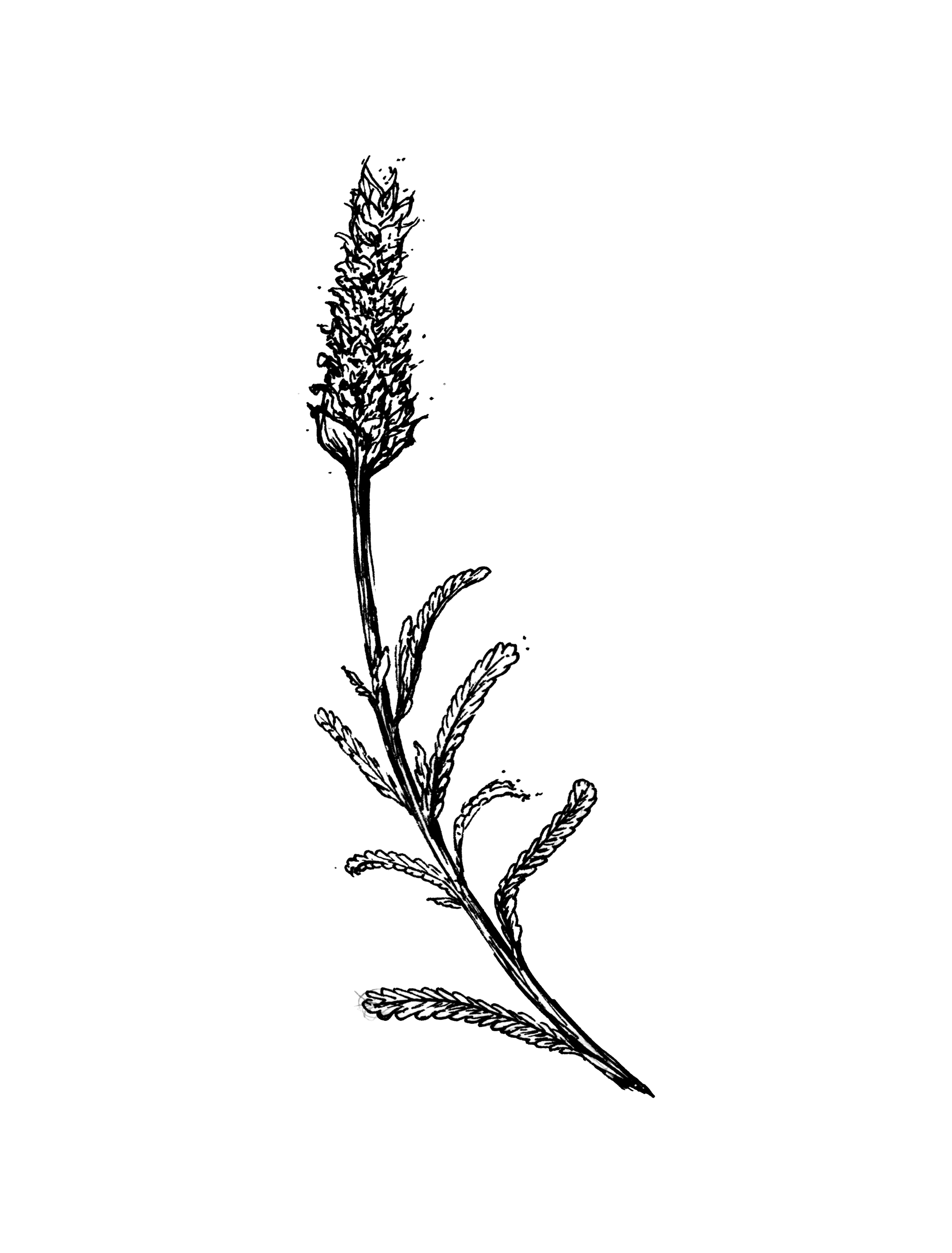 BALM INGREDIENTS_ALL_V4 copy.png