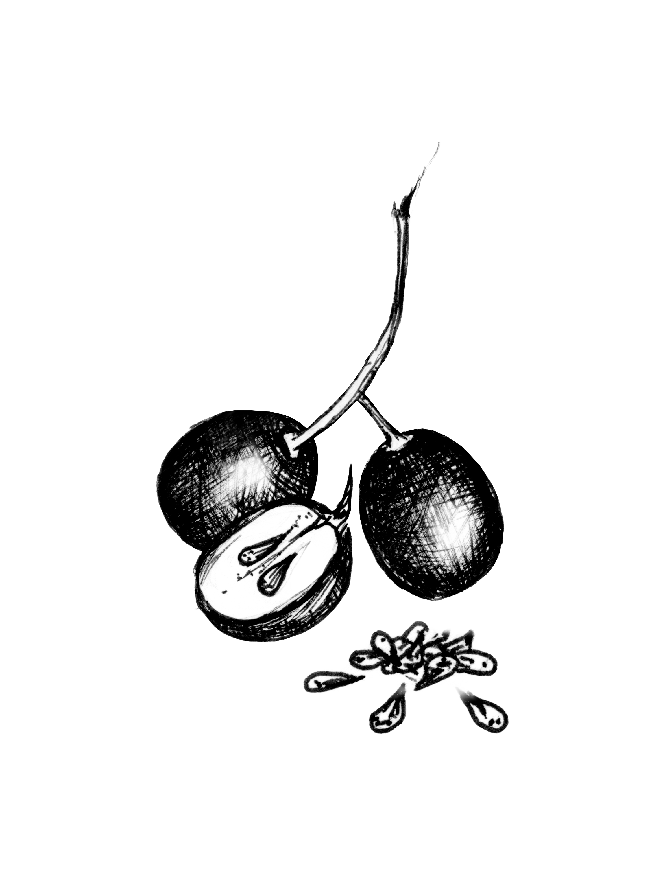 BALM INGREDIENTS_ALL_V5 copy.png