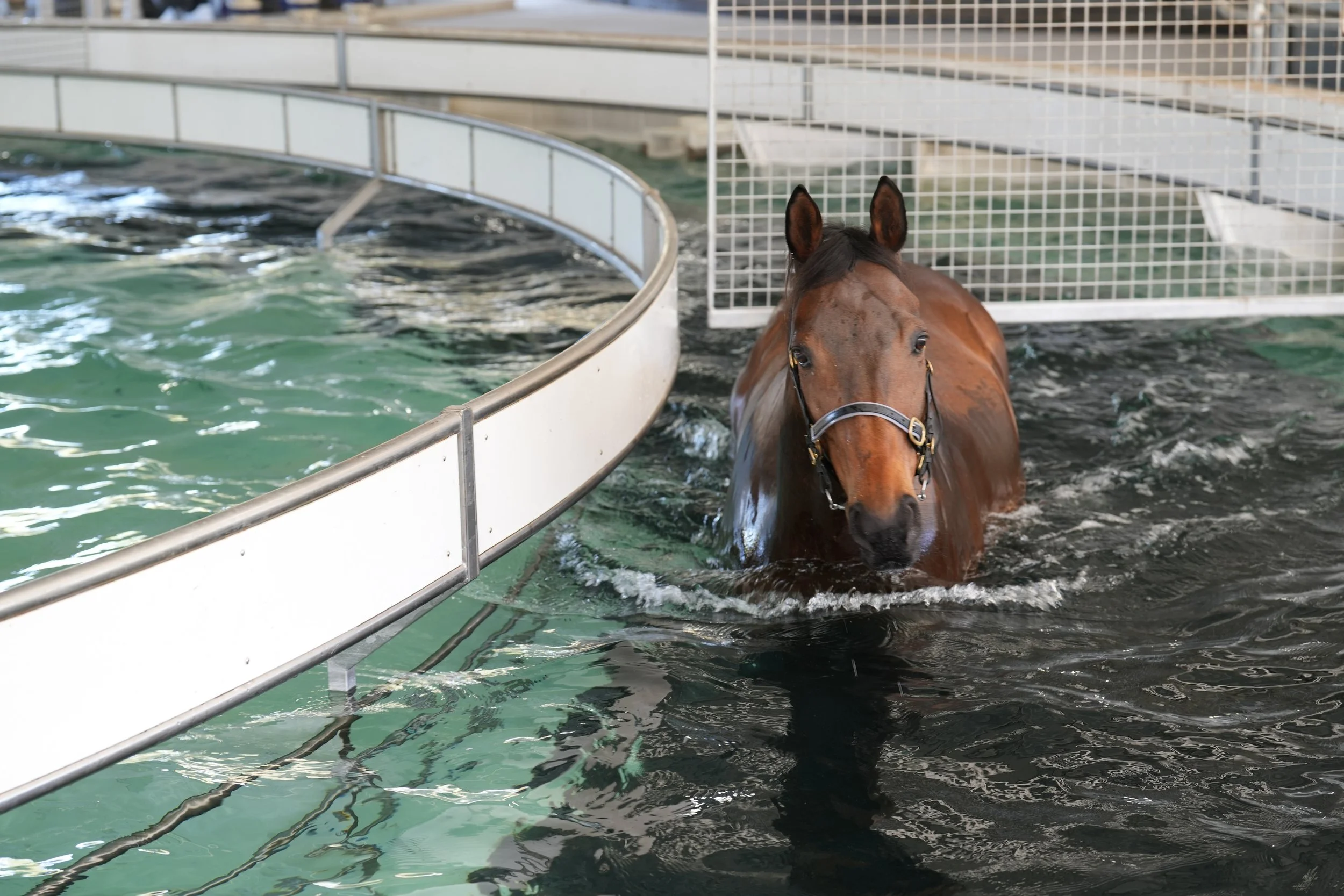 A horse standing in an indoor water swimming pool.