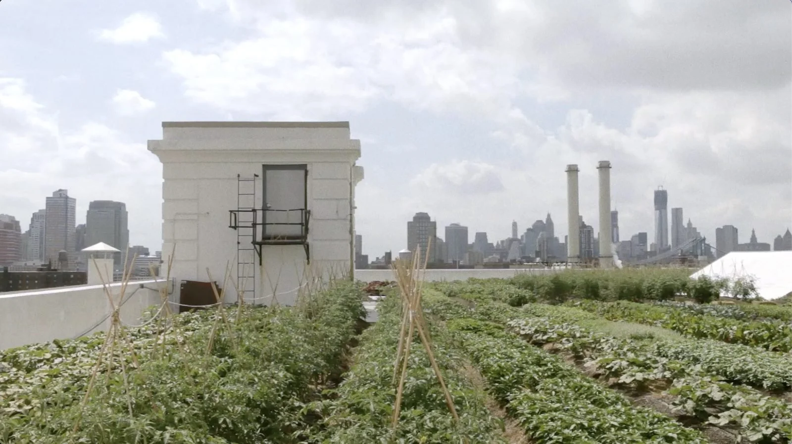 Film still from Brooklyn Farmer, a documentary about rooftop farming