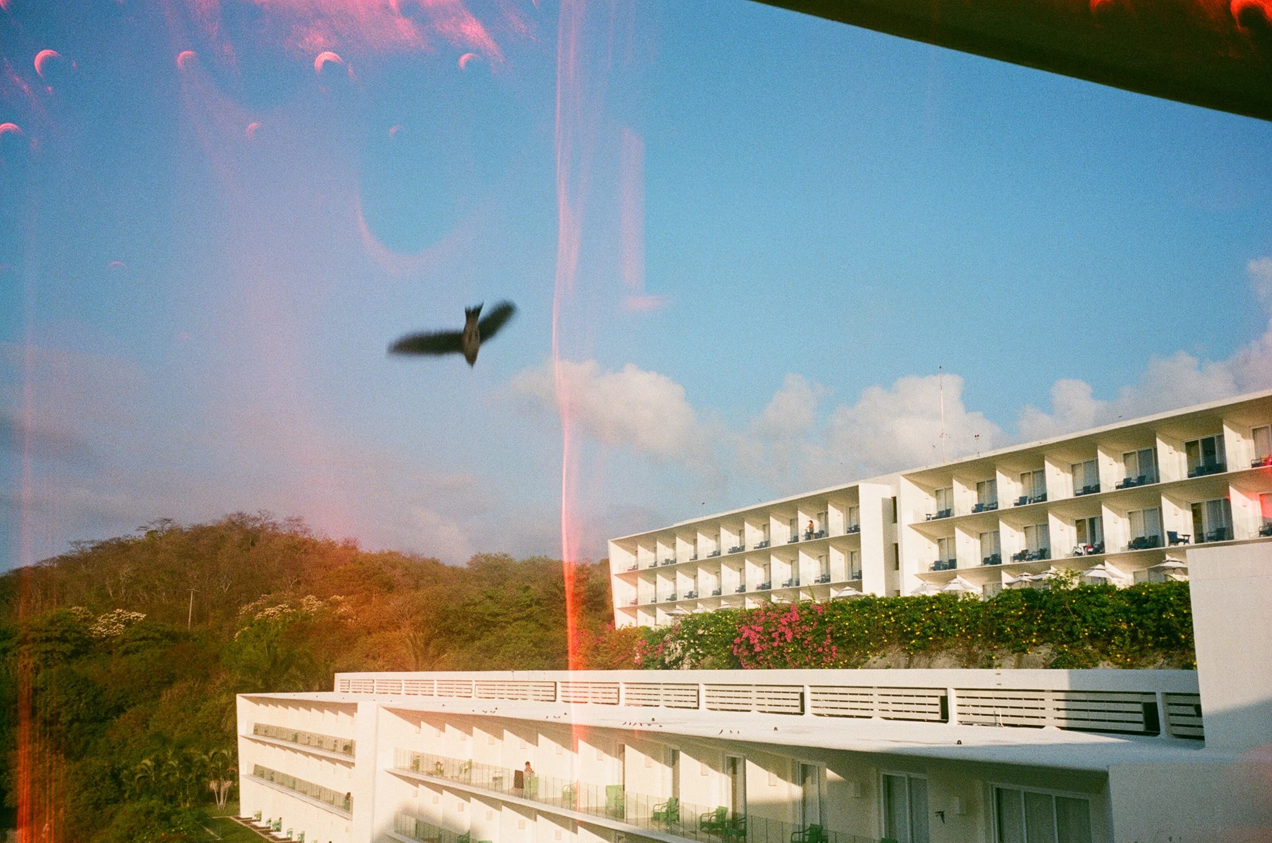 A bird flying in front of a blue sky with some clouds, above white apartment buildings with balconies and a hillside covered with greenery and flowering bushes.