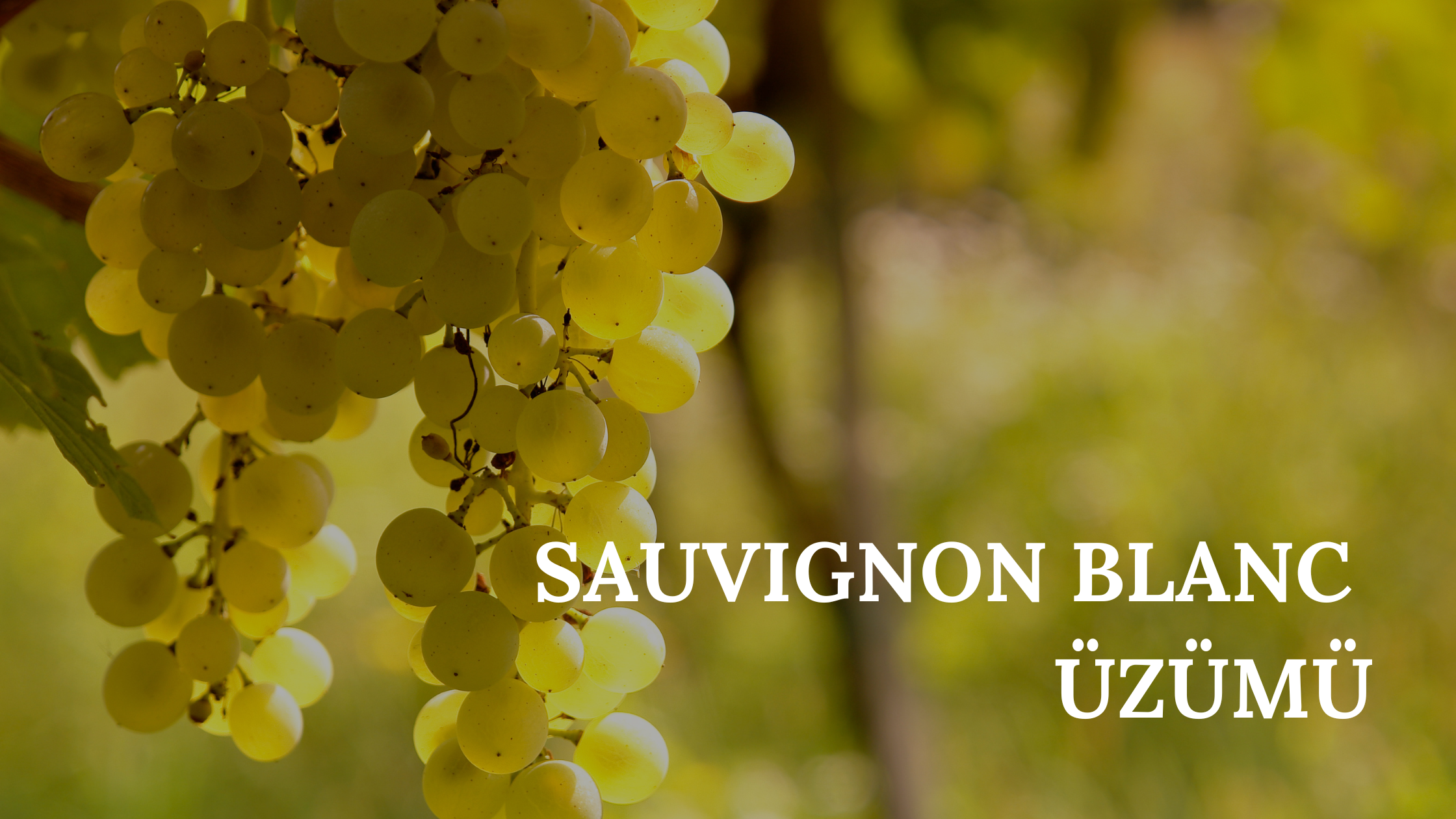 ŞARAPLIK ÜZÜMLER, ŞARAP, SAUVIGNON BLANC