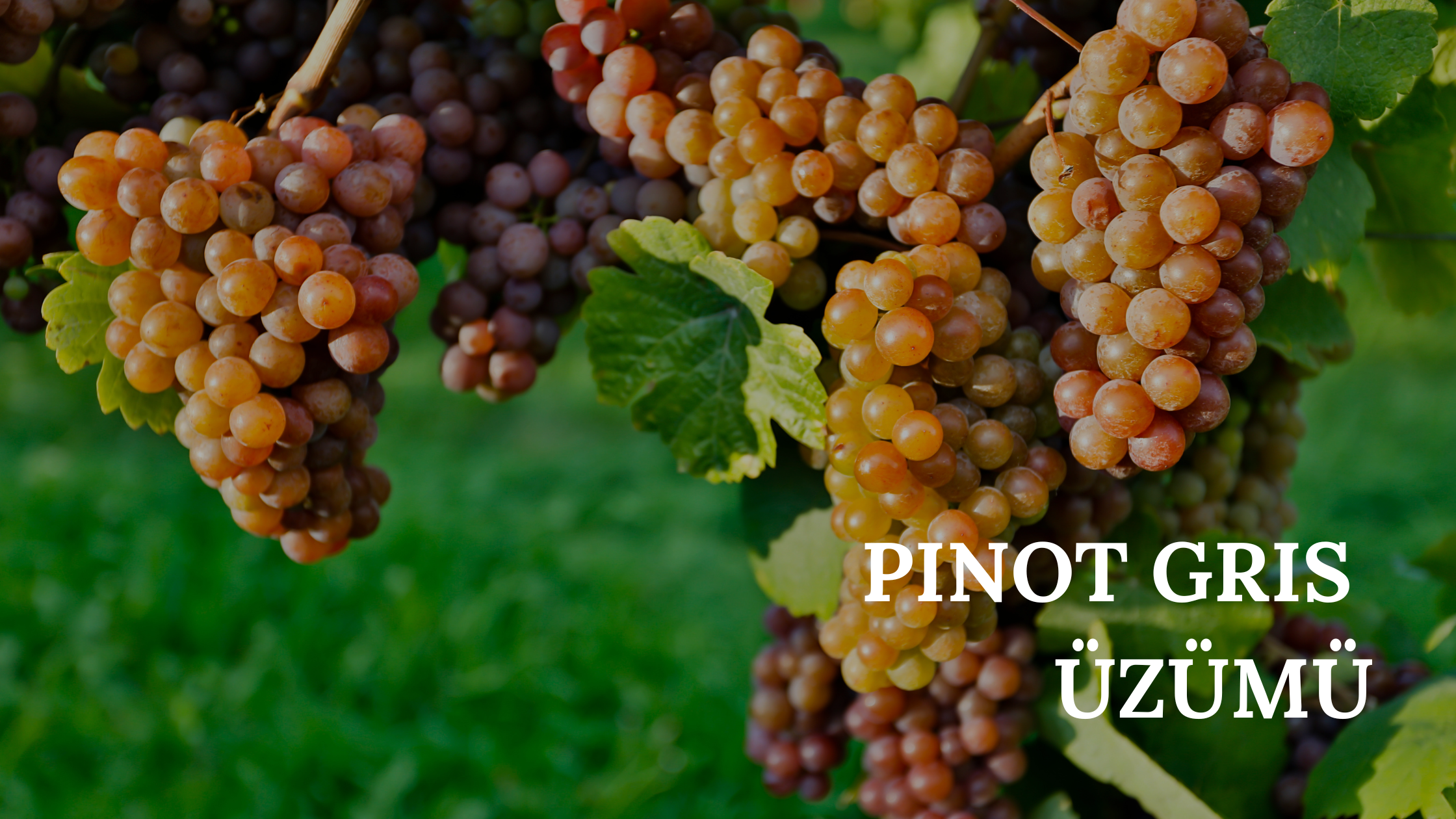Pinot Grigio üzümü, şaraplık üzüm
