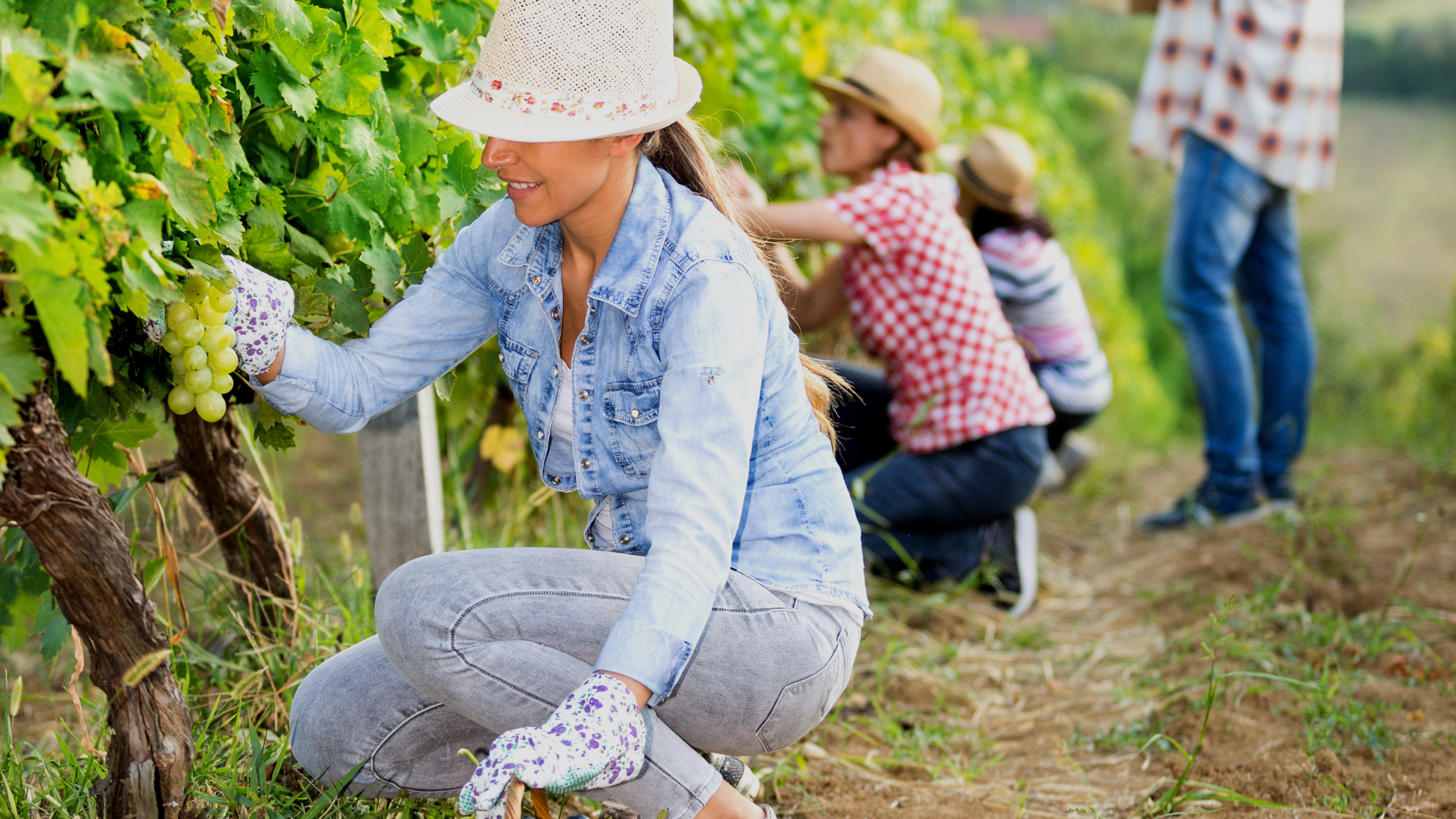 Şarap Hasat Zamanı - Hasat