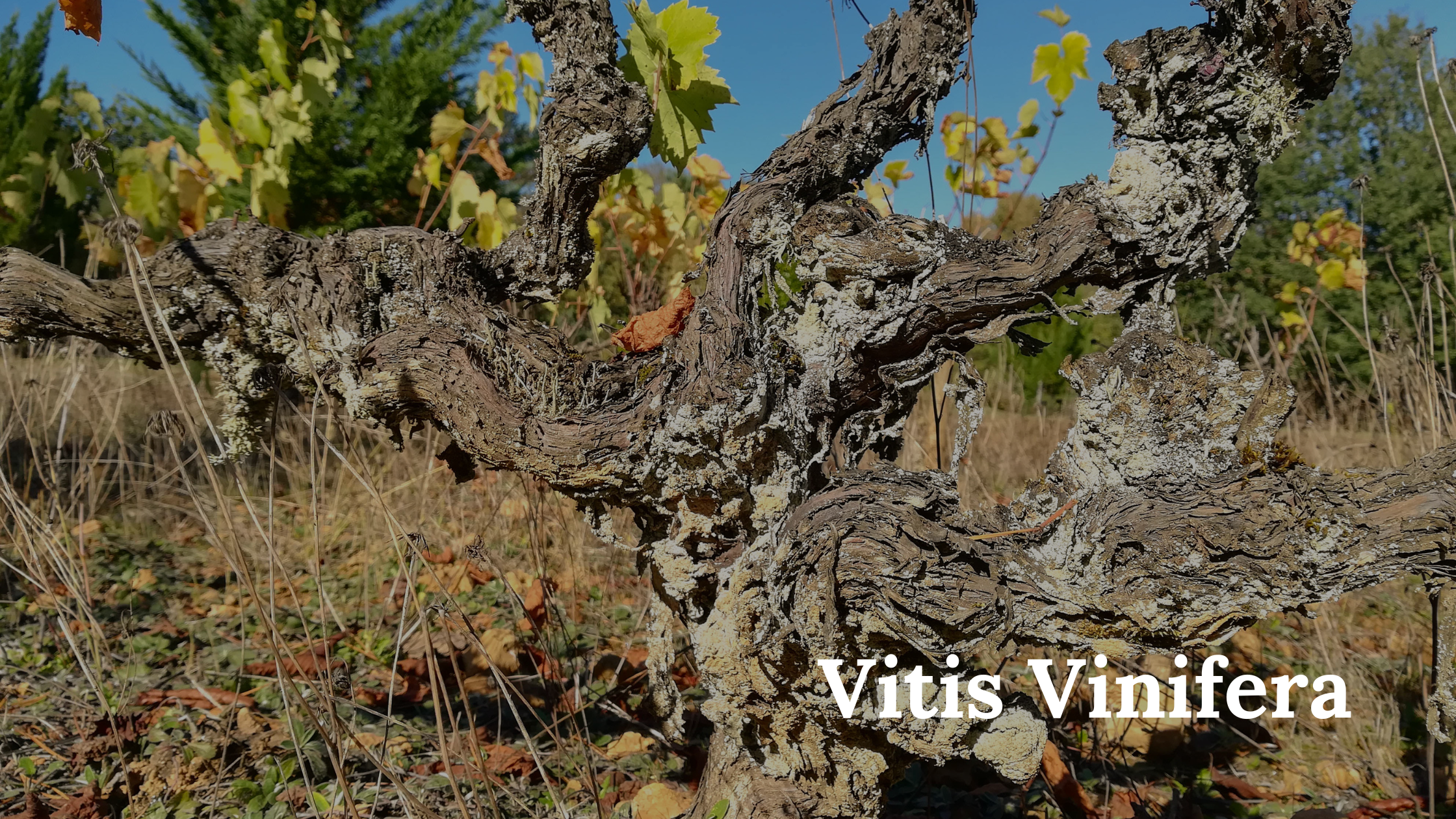Vitis Vinifera Asması