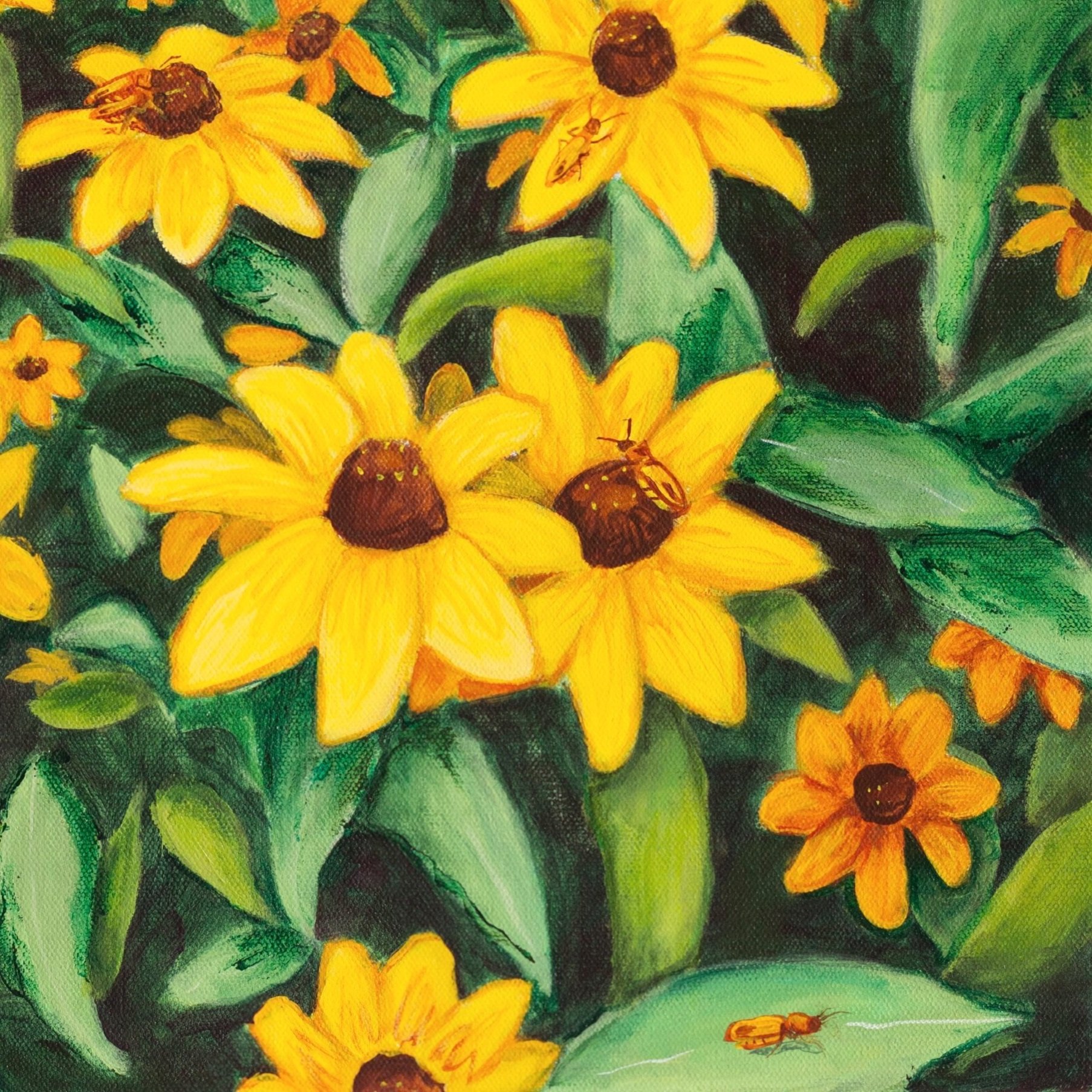 rudbeckia_v06.jpg