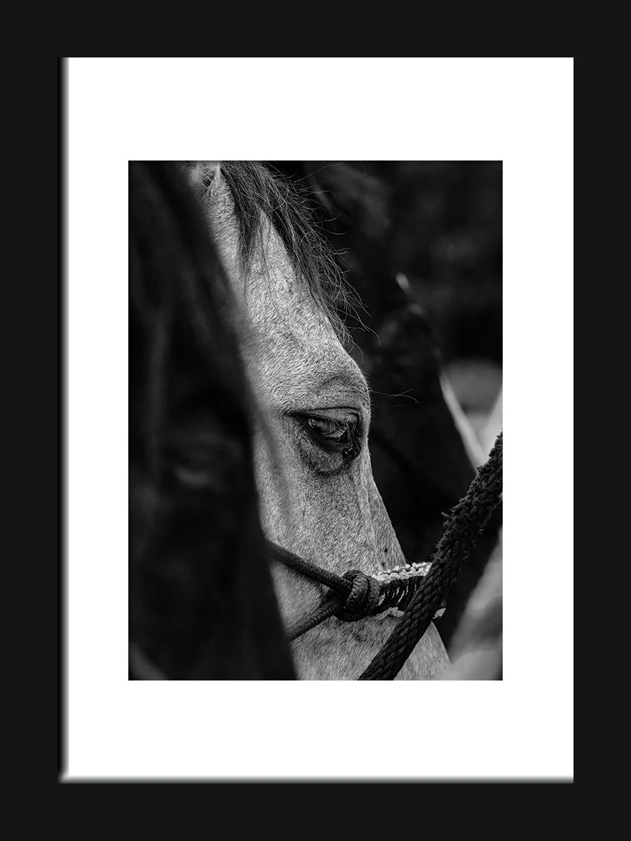 Close-up black and white photo of a horse's face, showing one eye, mane, and halter, with a blurred background.