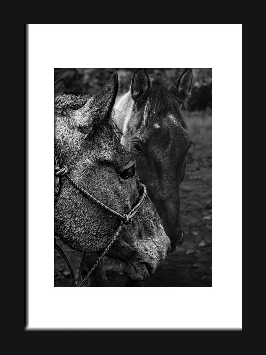 Black and white close-up of two horses, one with a halter, standing side by side outdoors.
