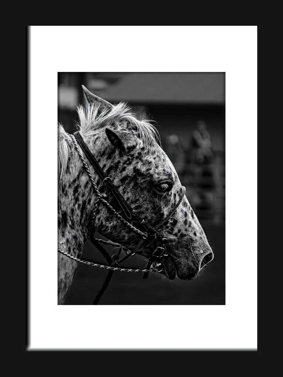 Black and white photo of a horse with a speckled coat, showing its side profile, harness, and bridle.
