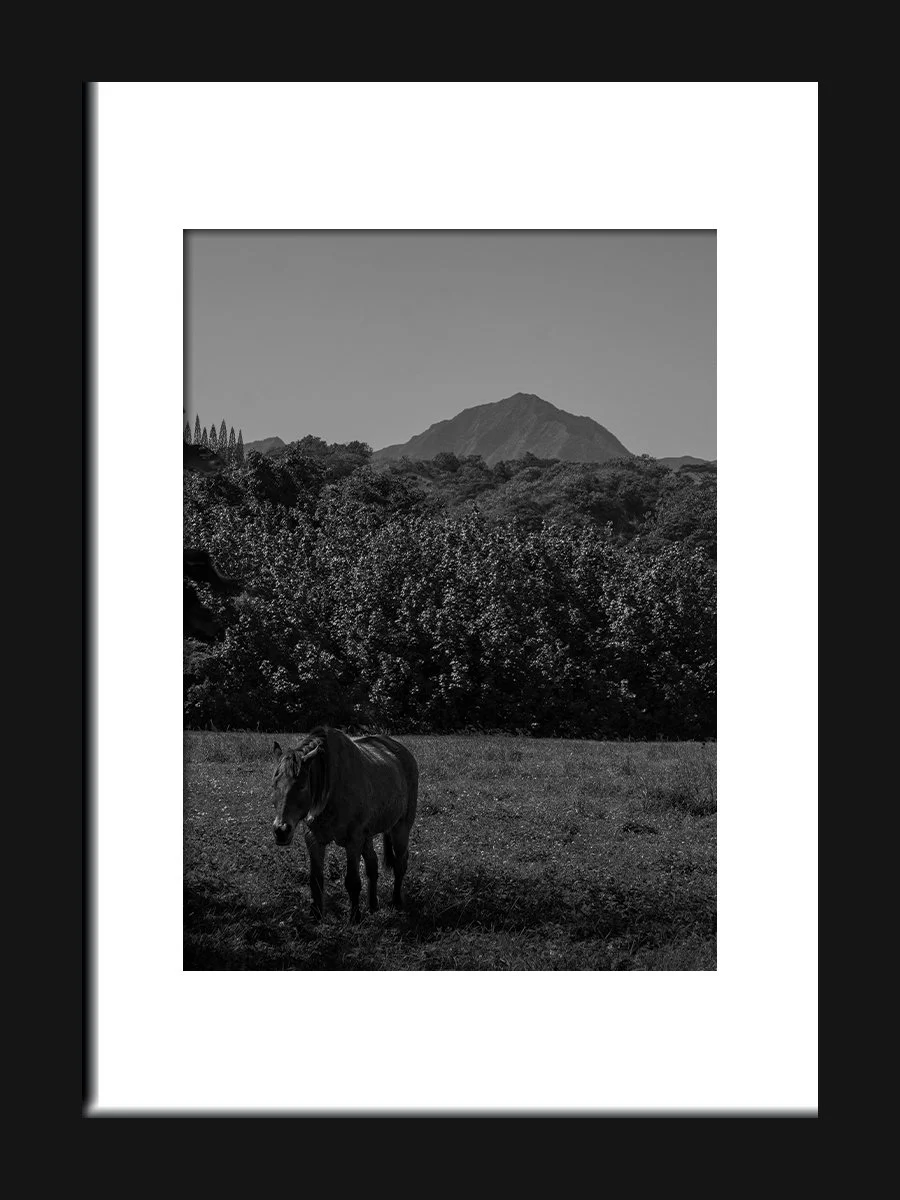 A black and white photo of a landscape with a horse grazing in a field, trees and bushes in the middle ground, and a mountain in the background.