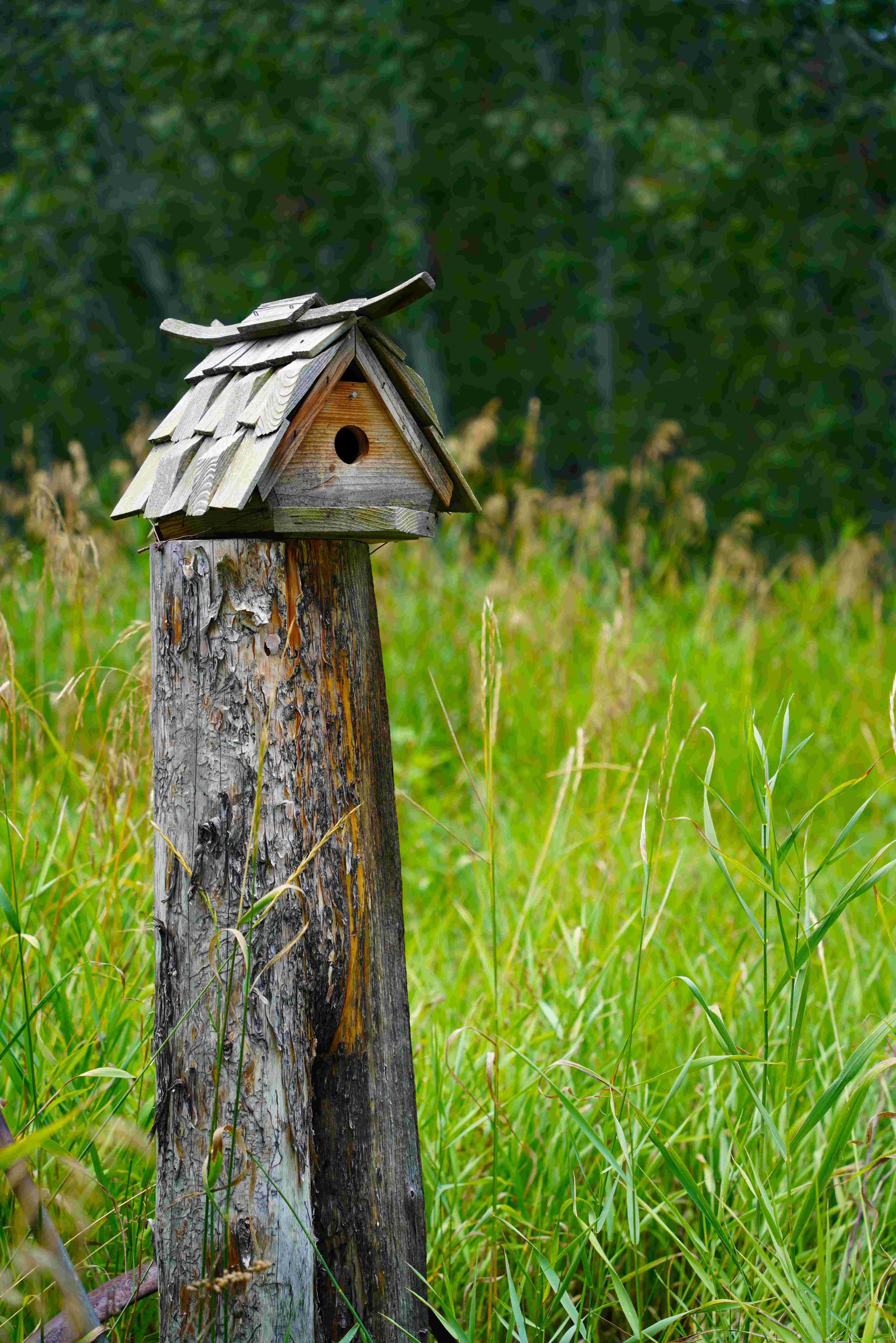 Home Bird Project