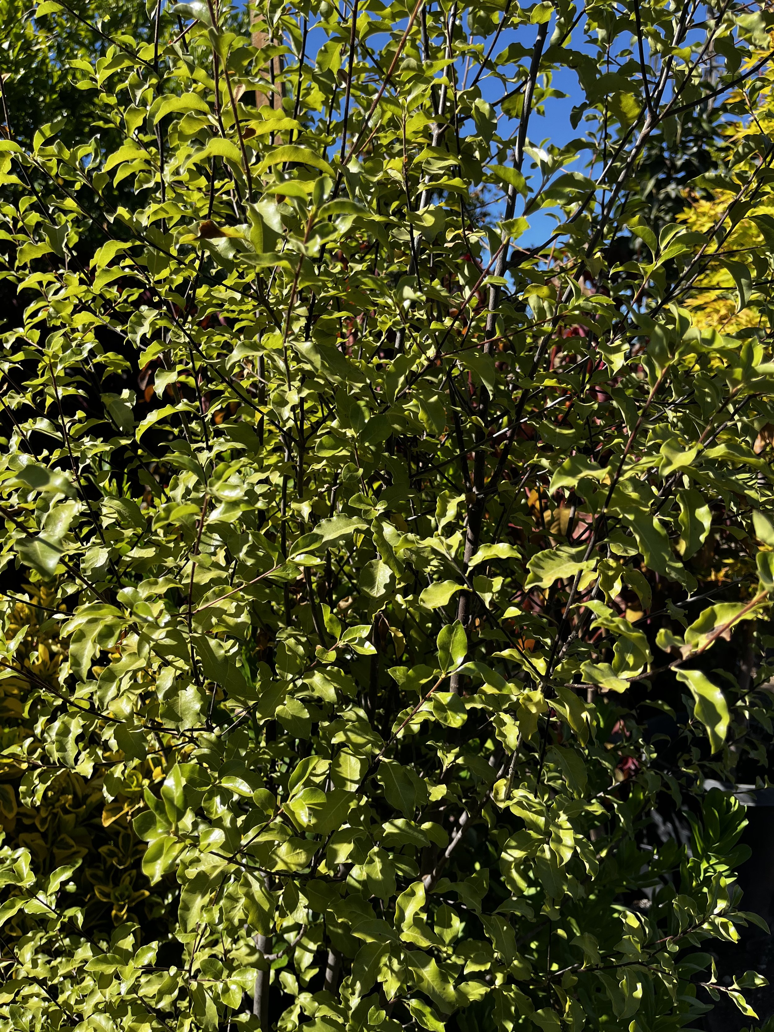 IMG_8527.jpeg