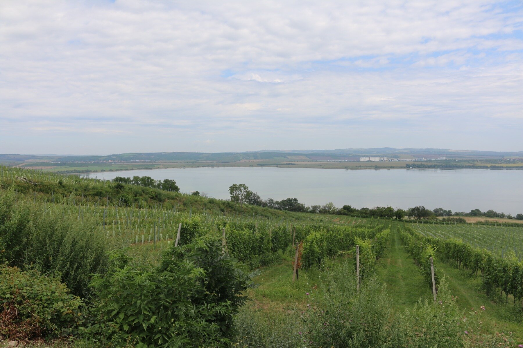 Vineyards overlooking the Thaya Lake