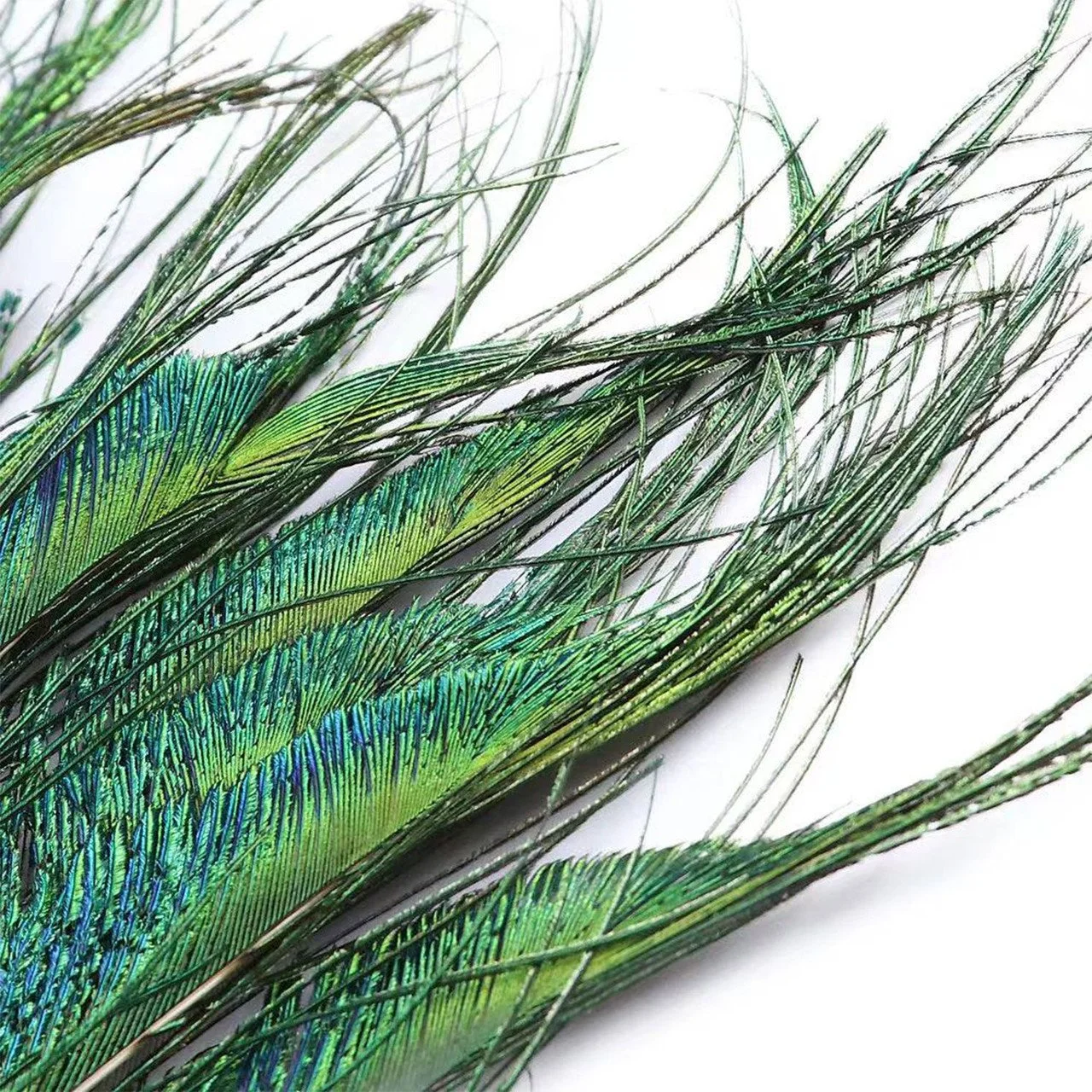 peacock feathers.jpg