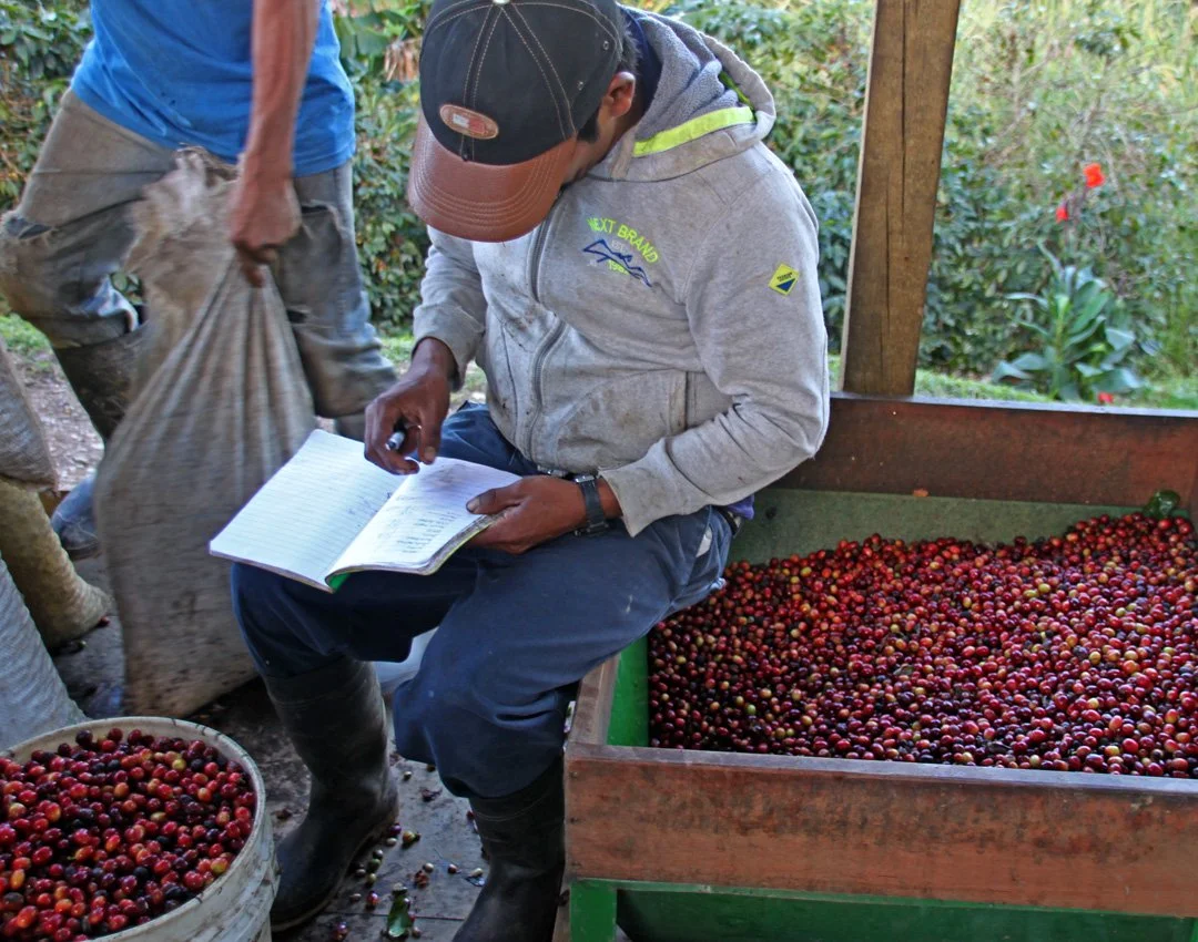 5-measuring picked coffee (1).JPG