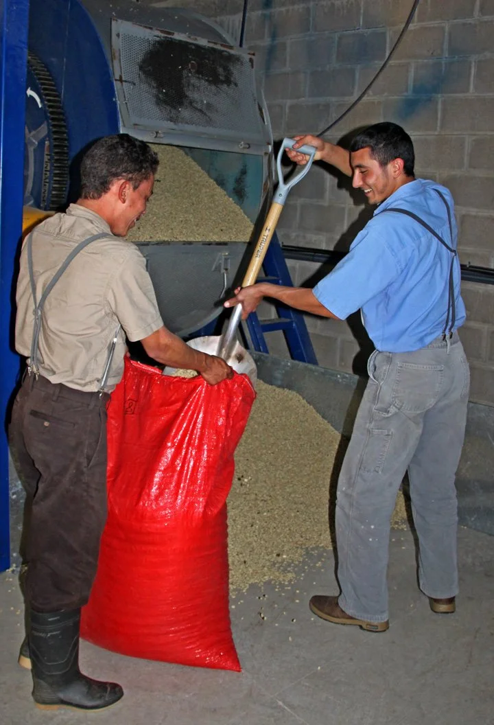 13-filling sacks with dry coffee.JPG
