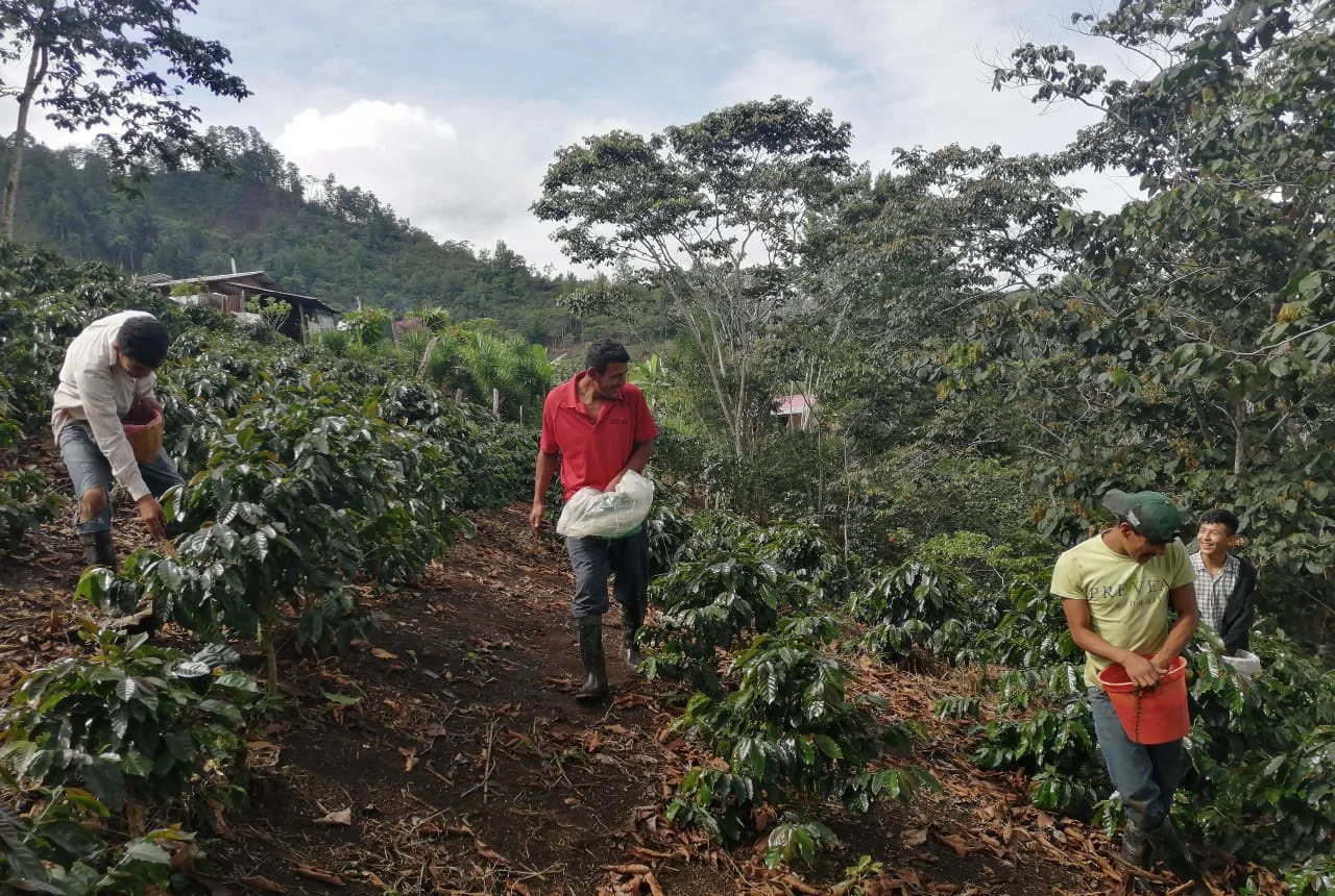 honduras-central-america-coffee-planters-in-field.jpg