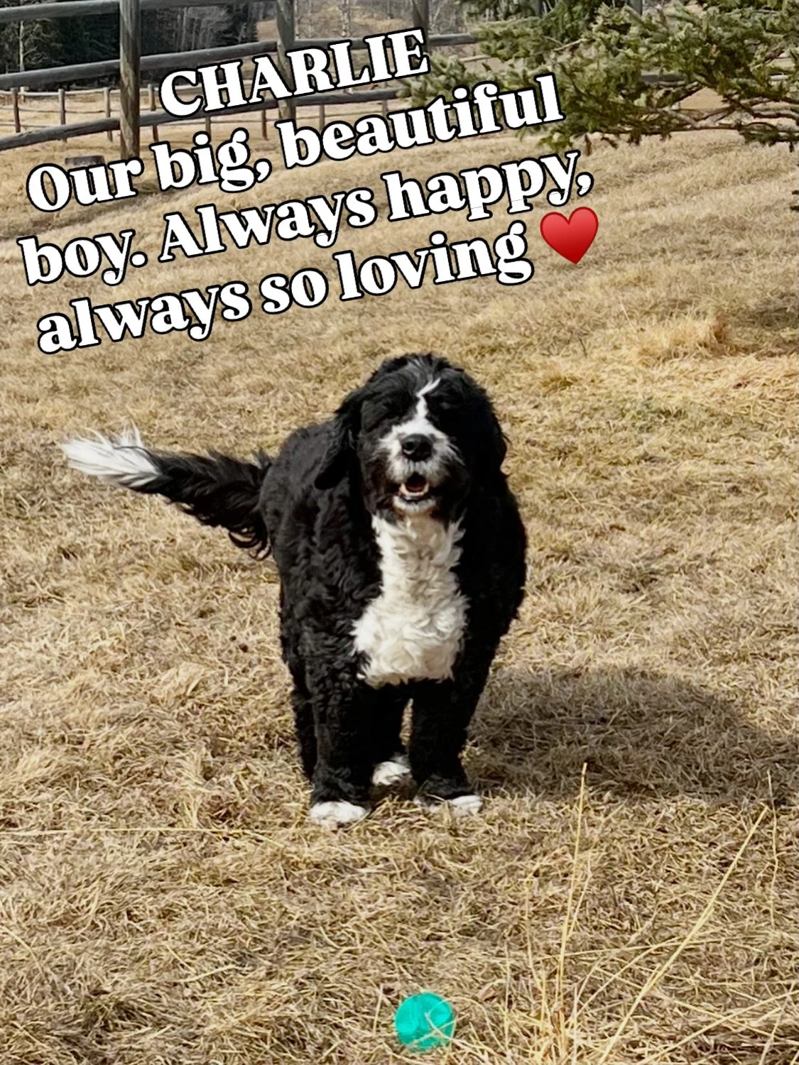 Our hearts are just broken&hellip; yesterday we lost our sweet Charlie. 🐾🤍

So many of you knew him and loved him. He was such a special boy and such a big part of our Bohemian family.

It&rsquo;s hard to imagine our days without him&hellip; we are