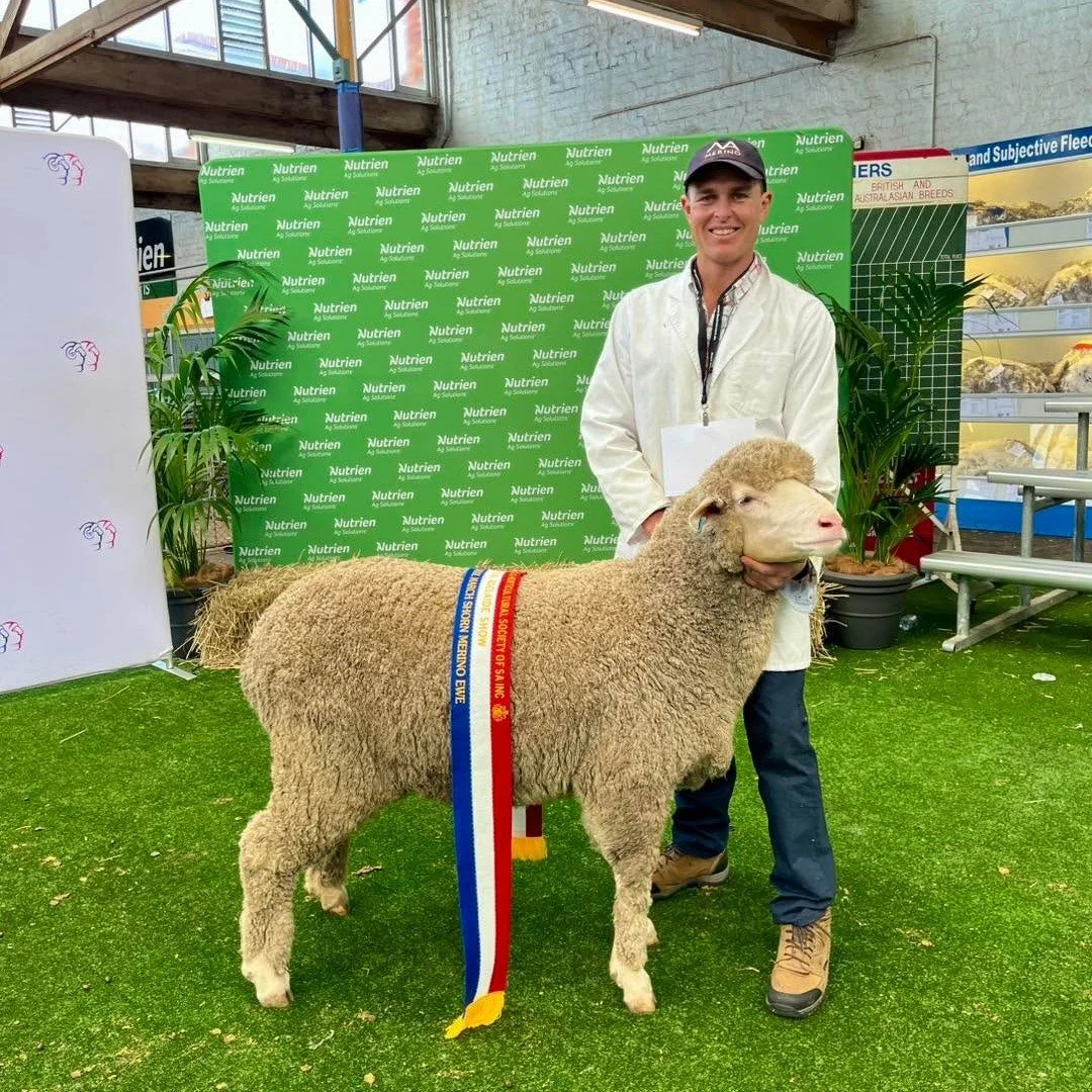 Champion Fine Wool Merino Ewe - 2025 Royal Adelaide Show