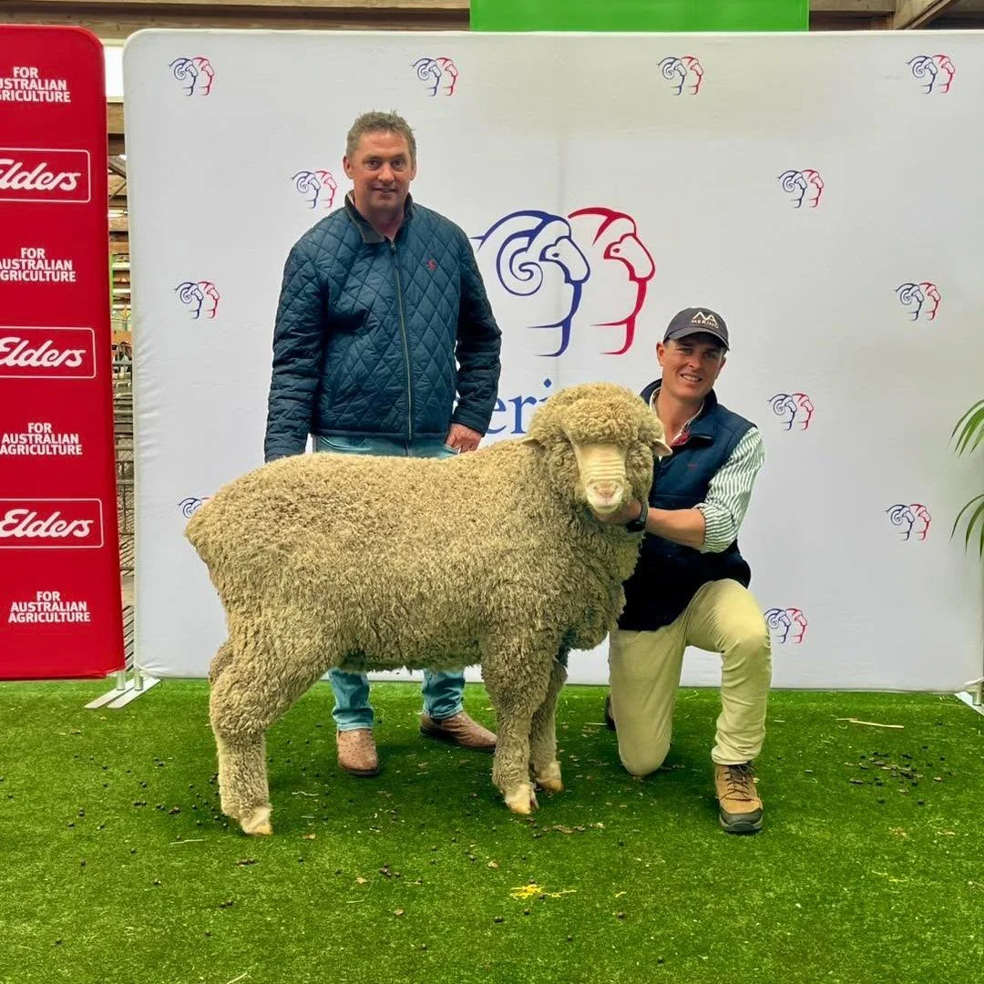 2025 Adelaide Ram Sale - purchased by CR Low & Son, White Flat SA, for $13,000