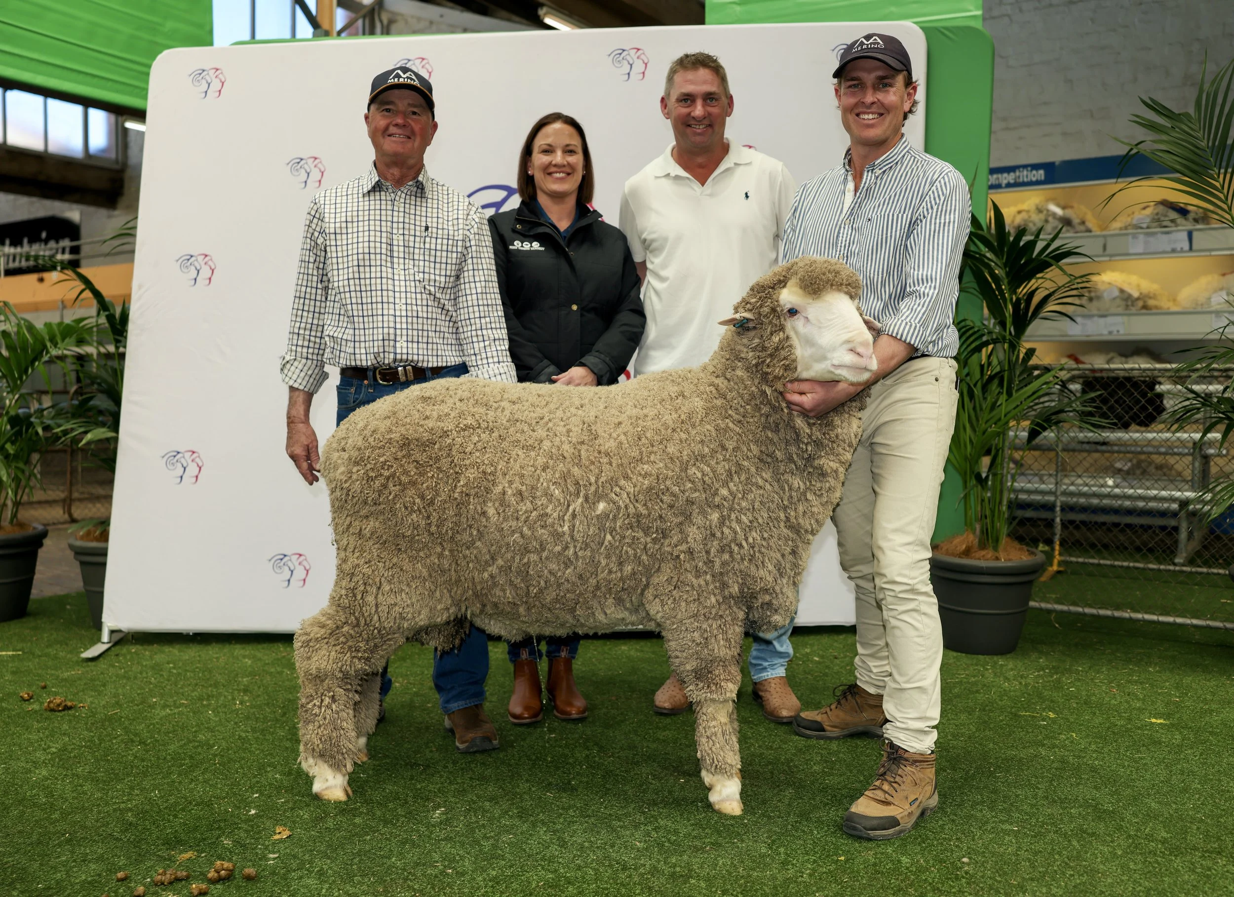 2026 ADELAIDE RAM SALE RESULTS
North Ashrose opened the sale, selling the first five rams to a top of $24,000 (sold to CR Low & Son, White Flat SA), and average of $13,400. 