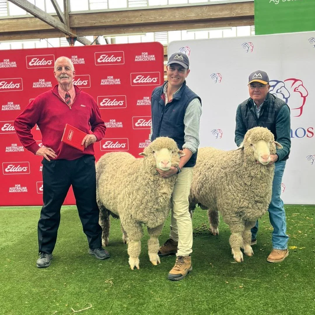 2025 Adelaide Ram Sale - purchased by Gunbar, Hay NSW, for $12,000 and $10,000
