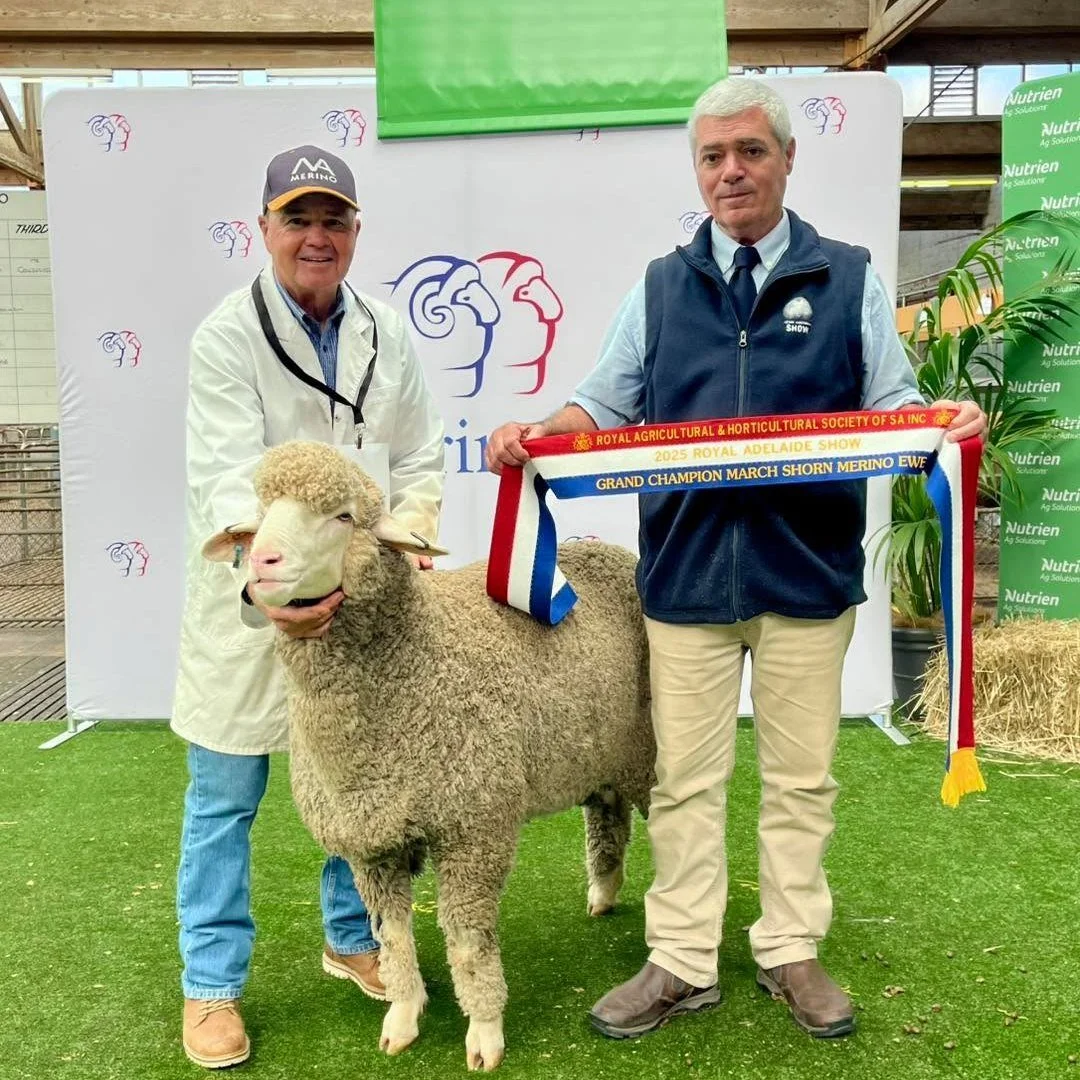 Grand Champion March Shorn Merino Ewe - 2025 Royal Adelaide Show
