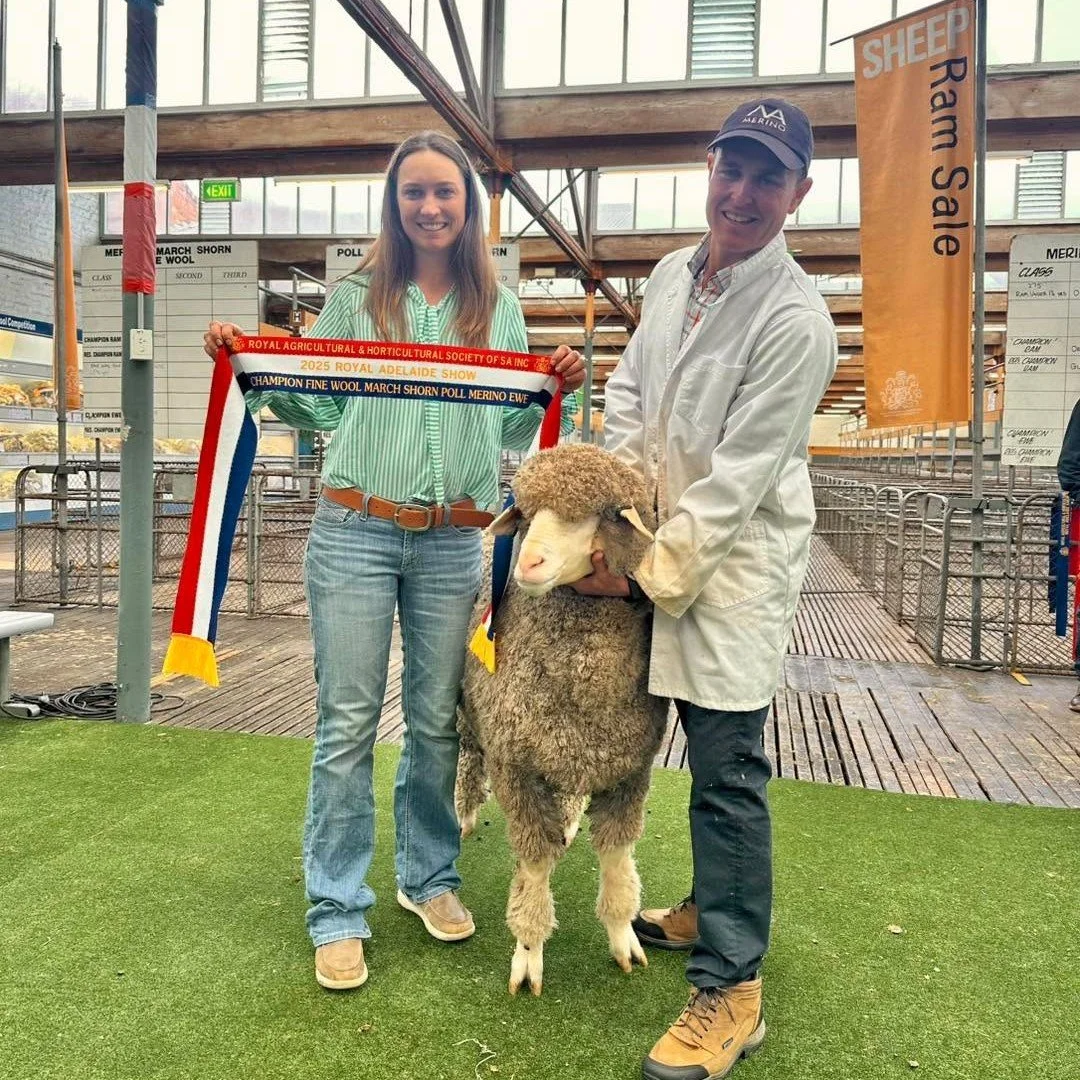 Champion Fine Wool March Shorn Poll Merino Ewe and Reserve Grand Champion March Shorn Poll Merino Ewe - 2025 Royal Adelaide Show