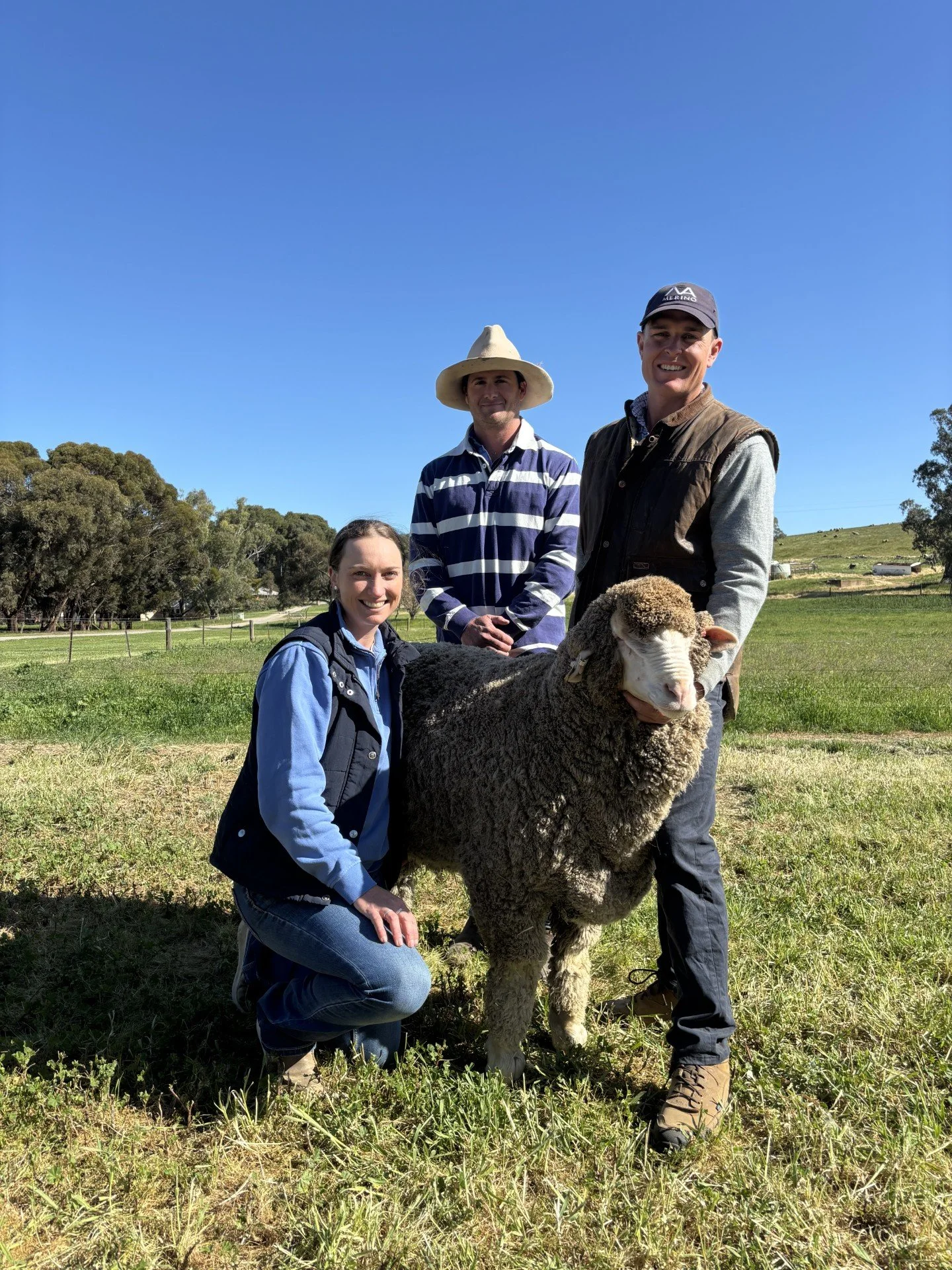 North Ashrose On Property Ram Sale Results 2026 🐑🐏
148/148 rams sold. 
Top of $10,000 for lot 2, North Ashrose Premier 25008, sold to Mutooroo Pastoral. 
Overall average of $2,275. 