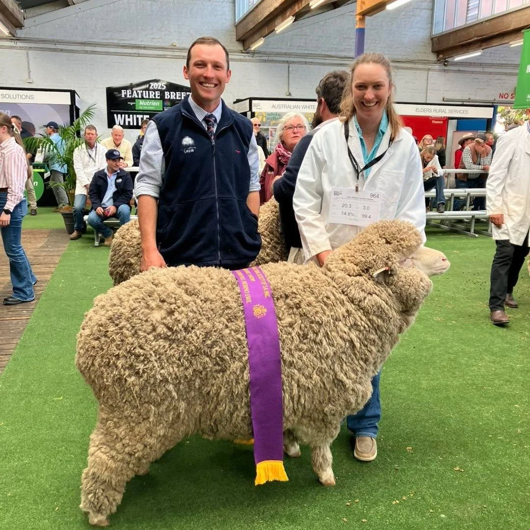 Reserve Grand Champion Poll Merino Ewe - 2025 Royal Adelaide Show