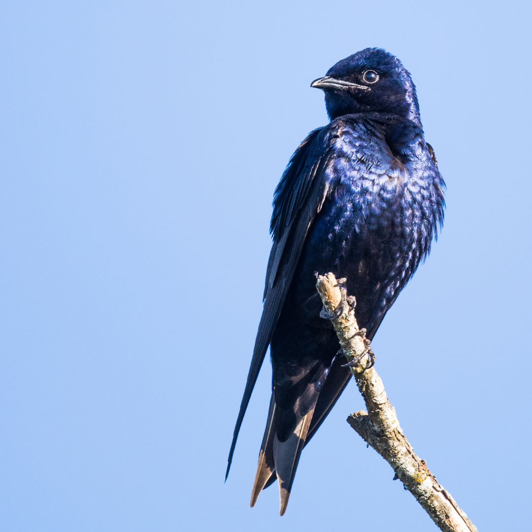 Volunteer in the Howe Sound Biosphere: August Edition