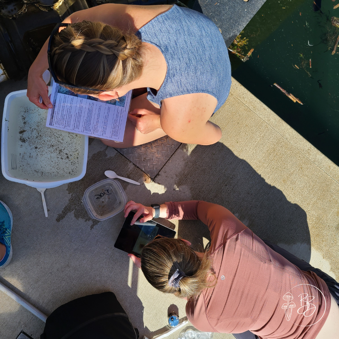 Volunteers counting Dungeness megalopae on a dock