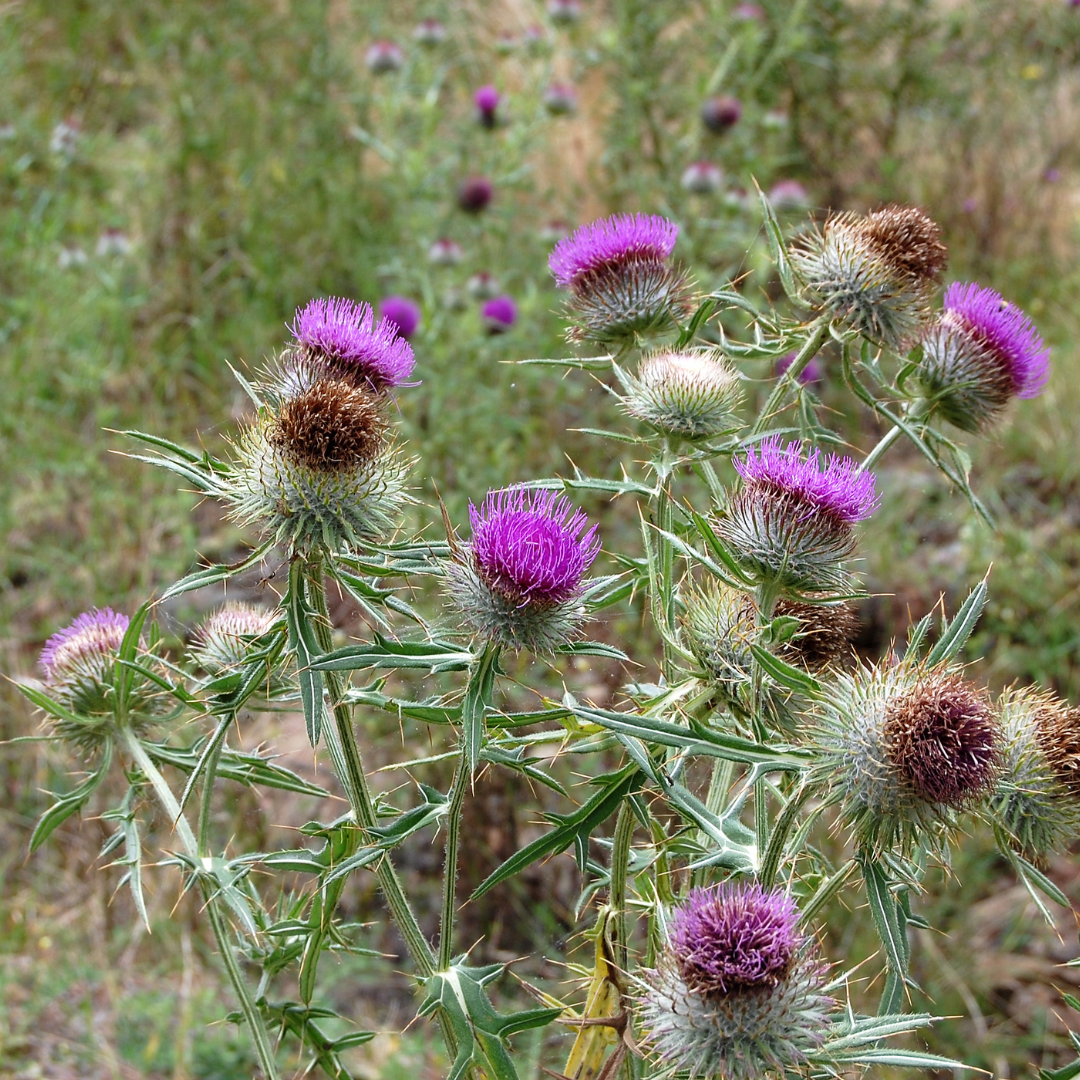 A close-up image of a burdock bush